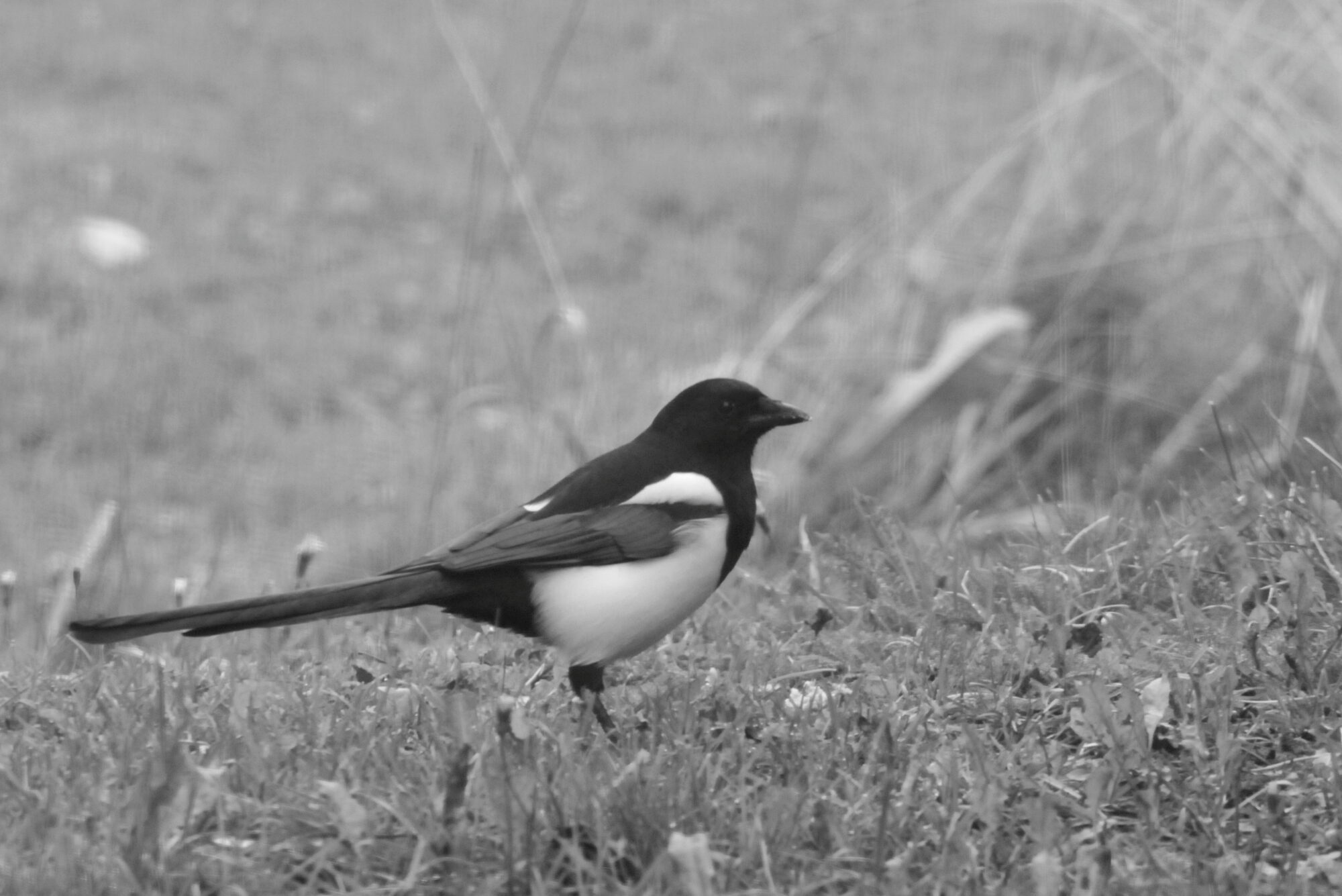 Valokuvaaja: Kaarlo Asikainen