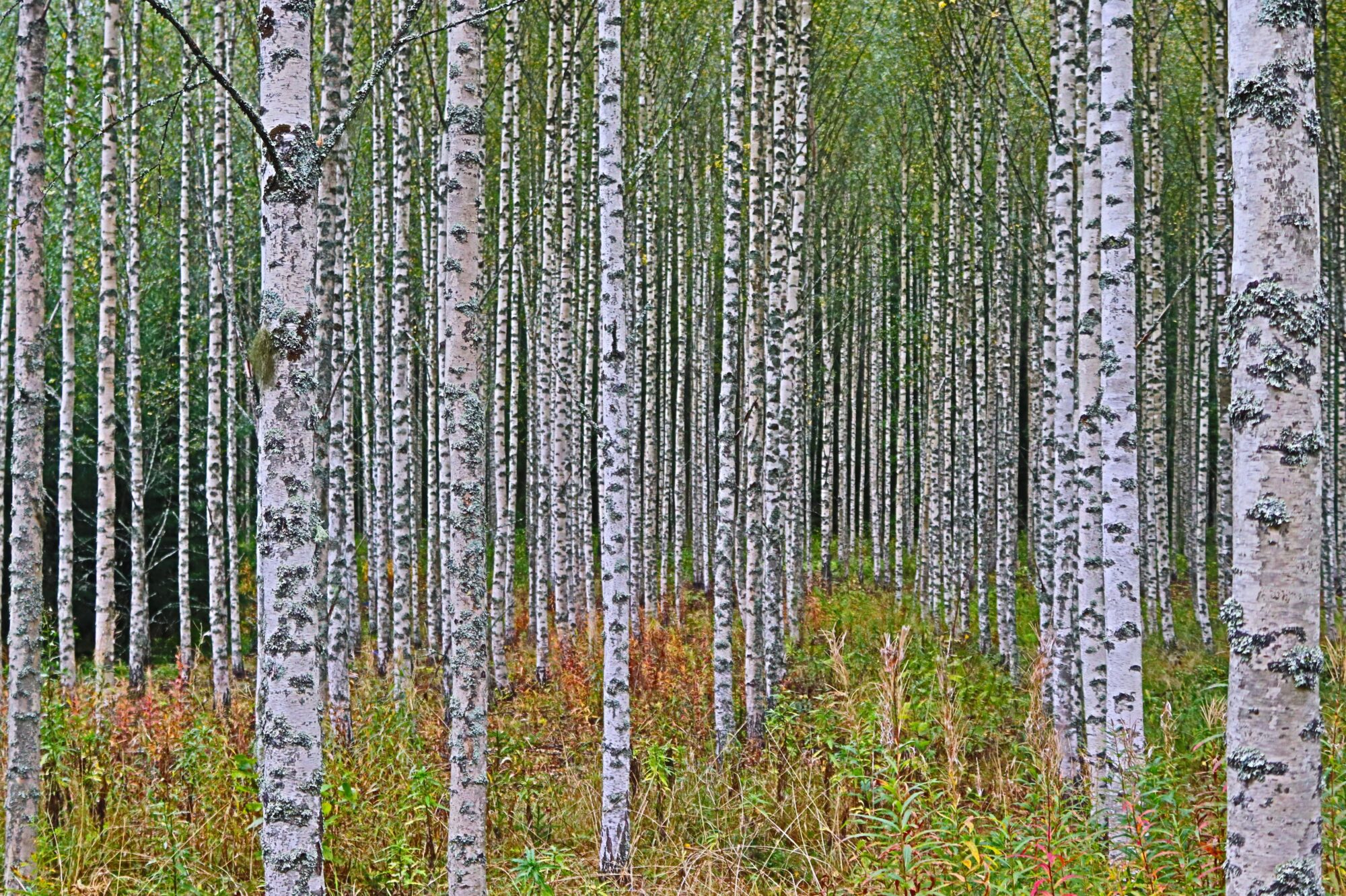 Valokuvaaja: Irja Lehtinen