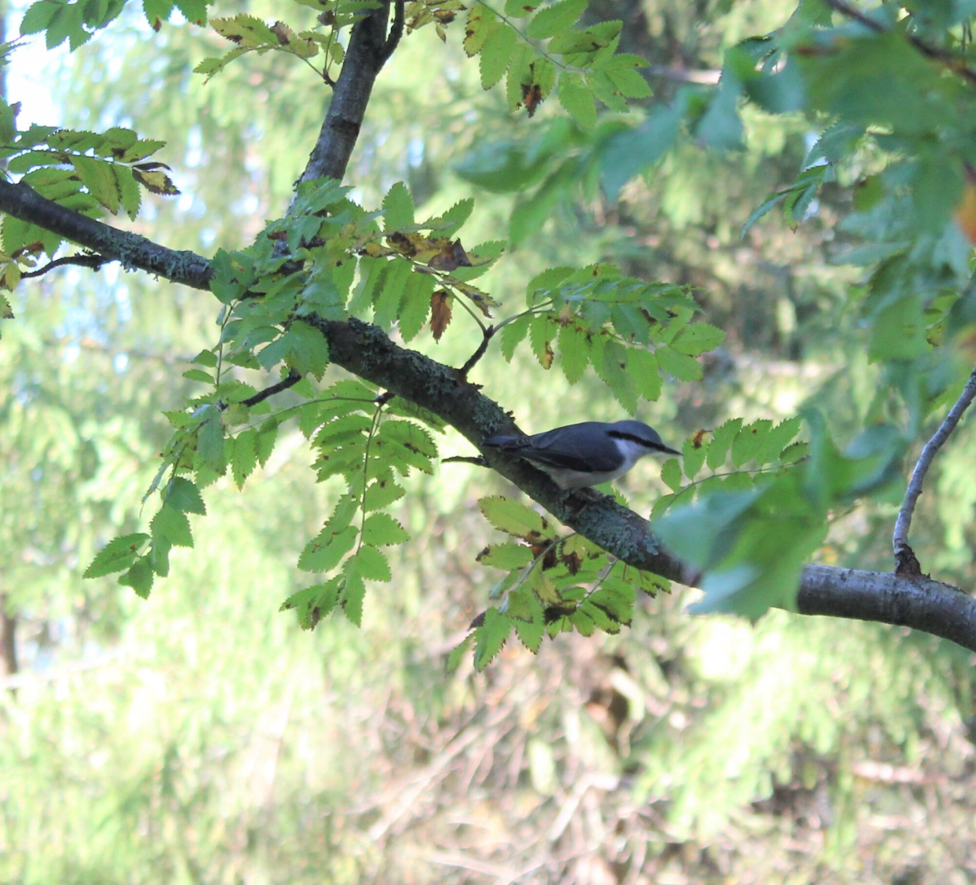 Valokuvaaja: Jenni Vaarala