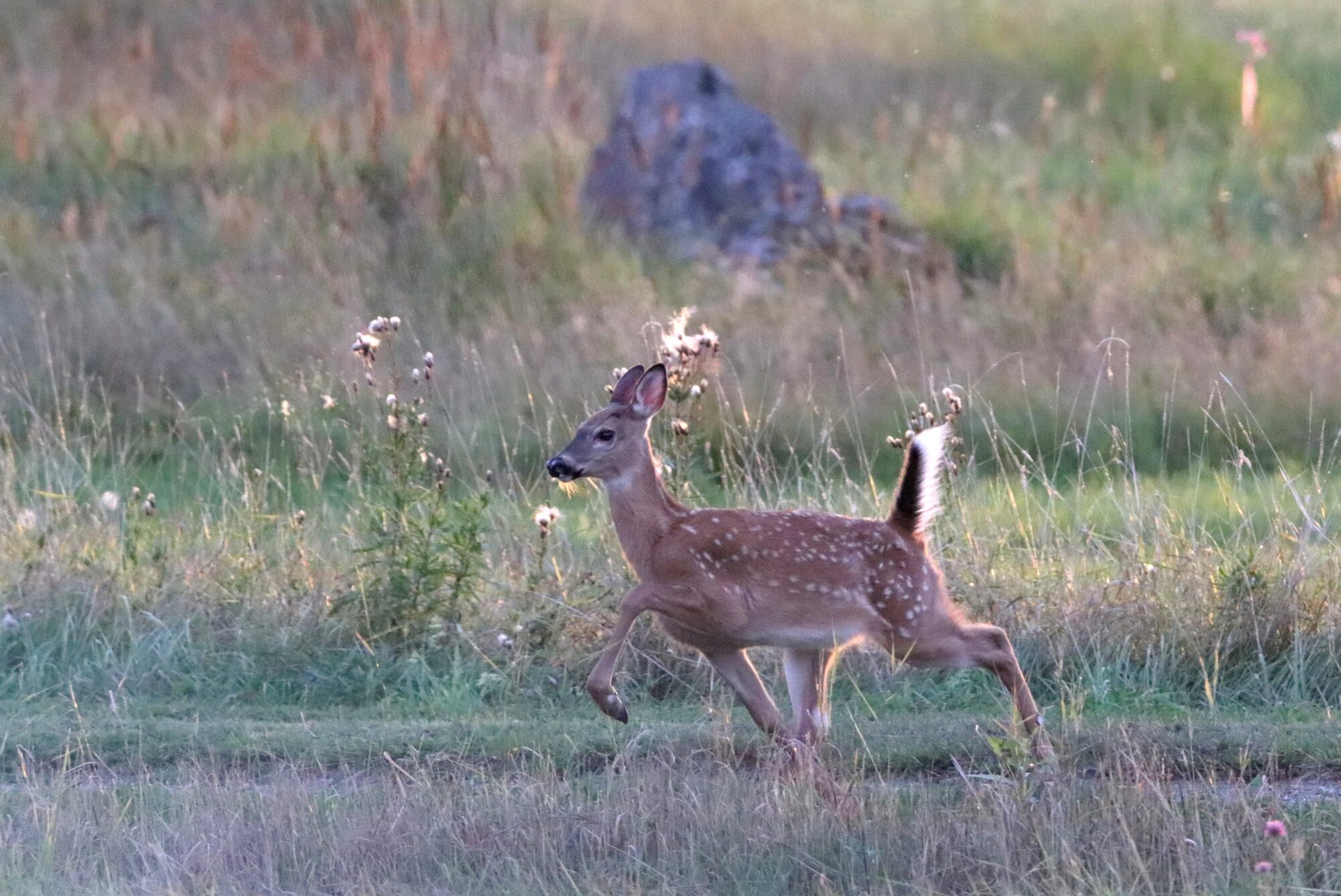 Valokuvaaja: Irja Lehtinen