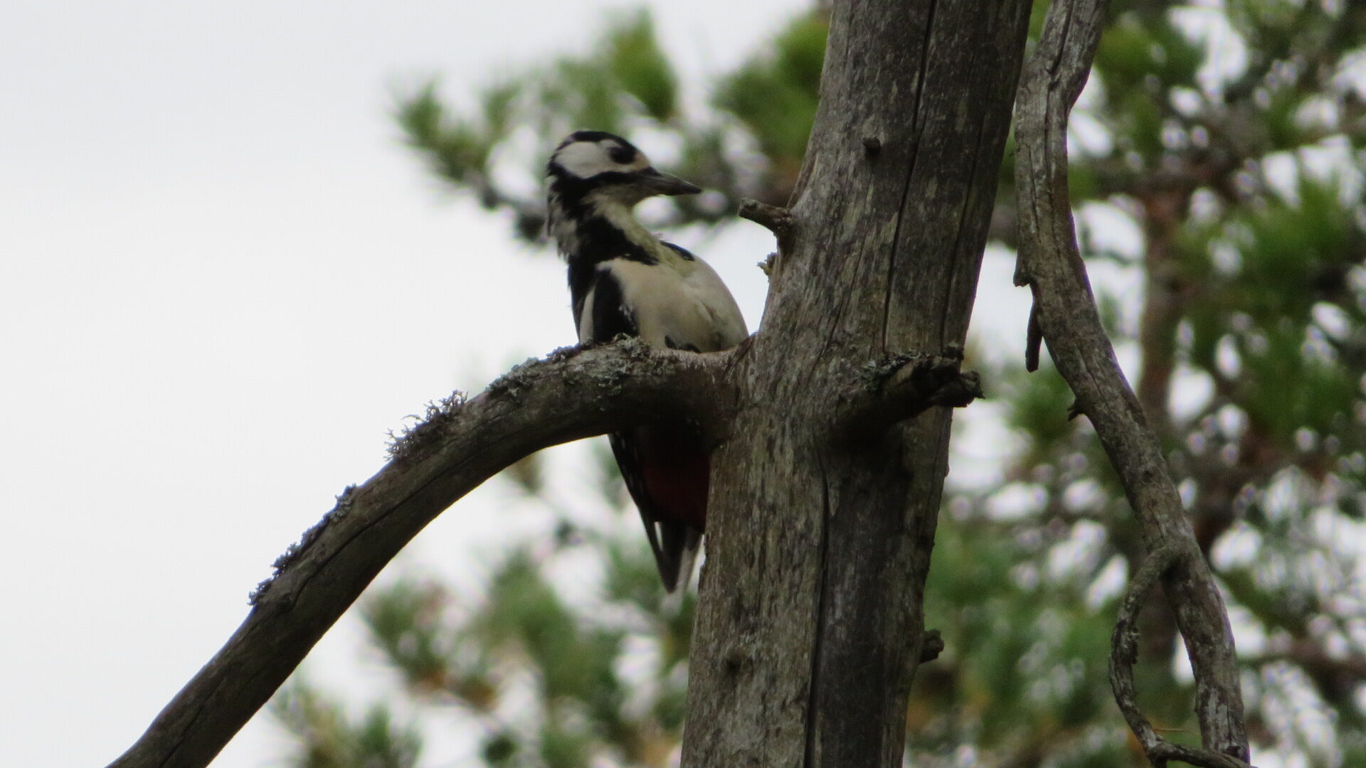 Valokuvaaja: Risto Kangassalo