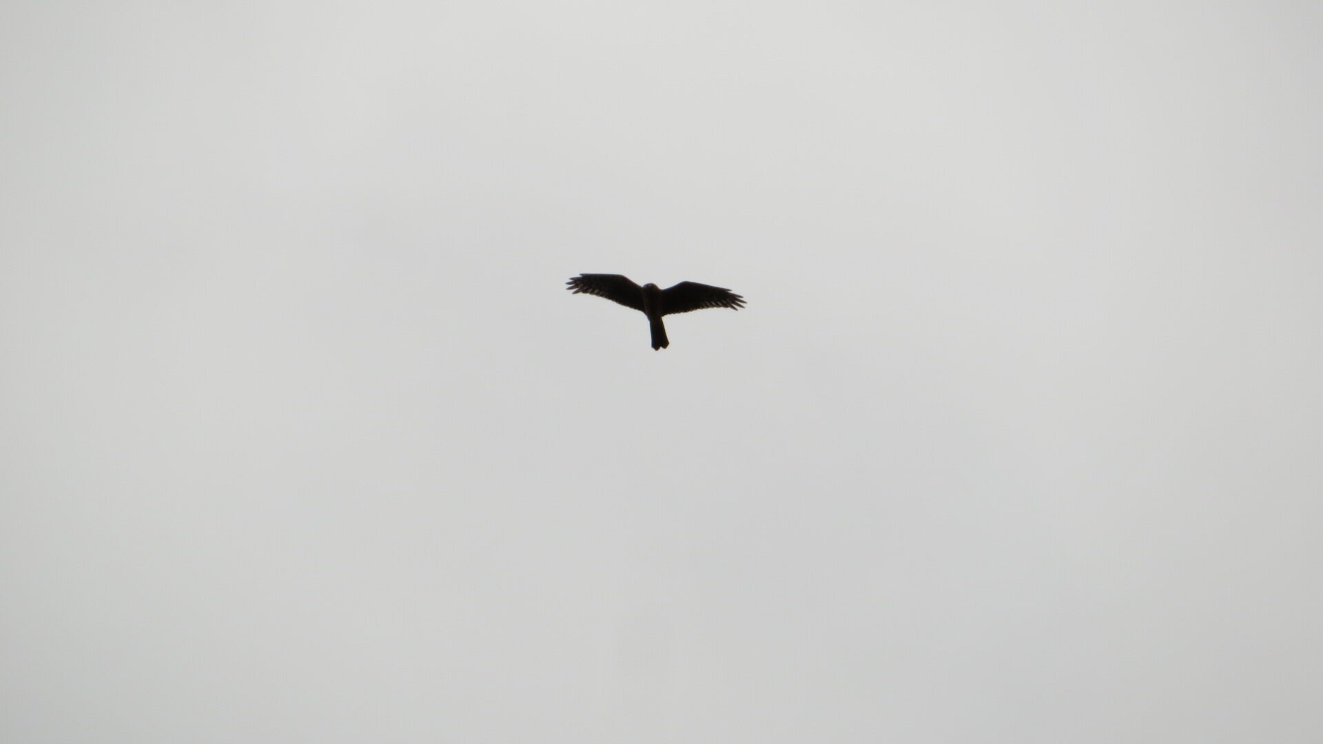 Valokuvaaja: Risto Kangassalo