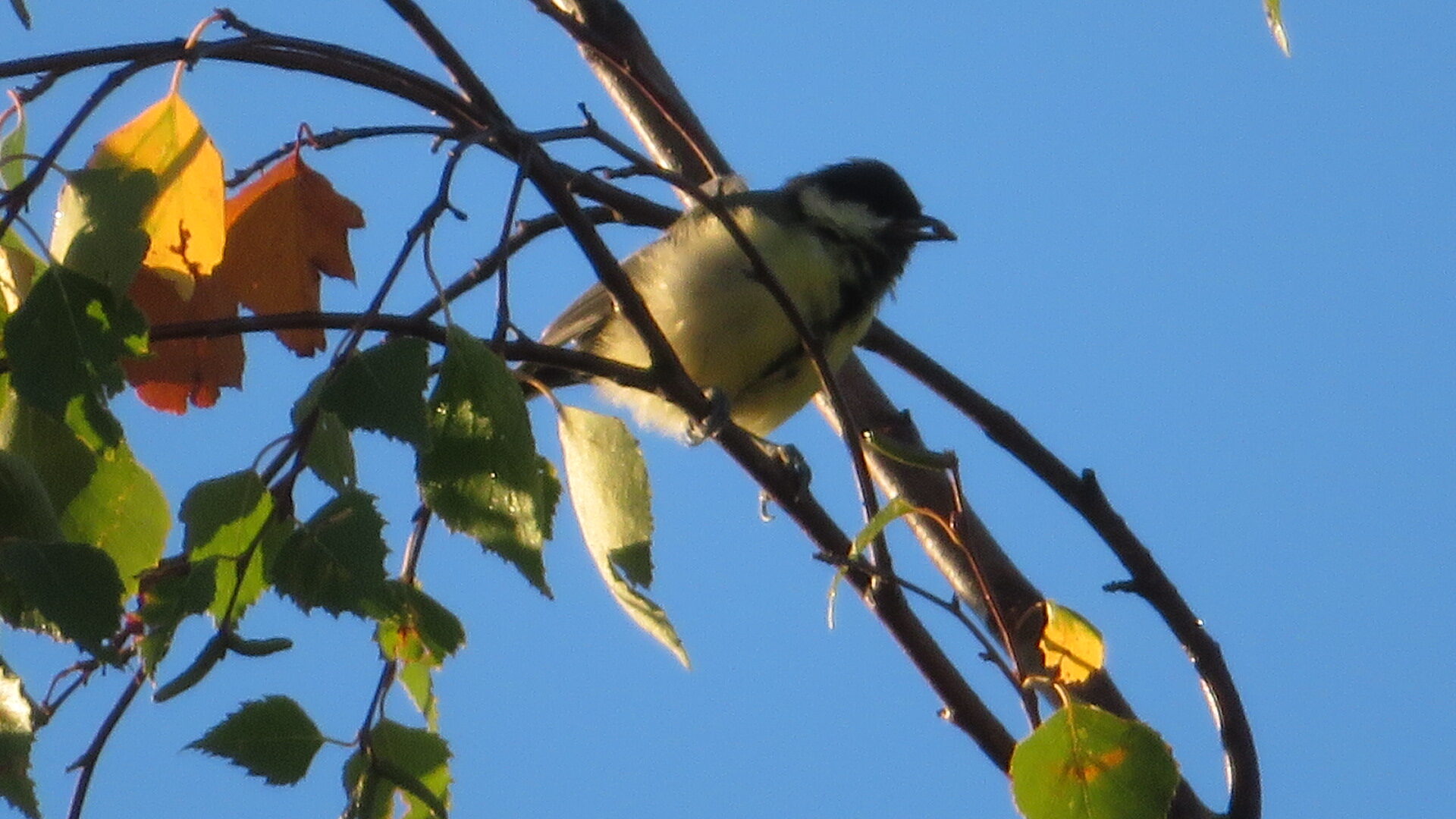 Valokuvaaja: Risto Kangassalo