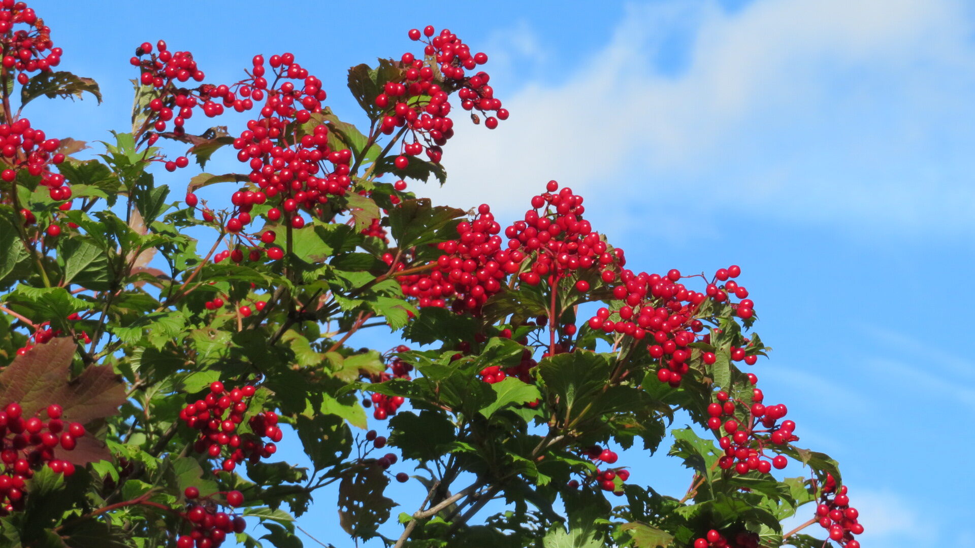 Valokuvaaja: Risto Kangassalo