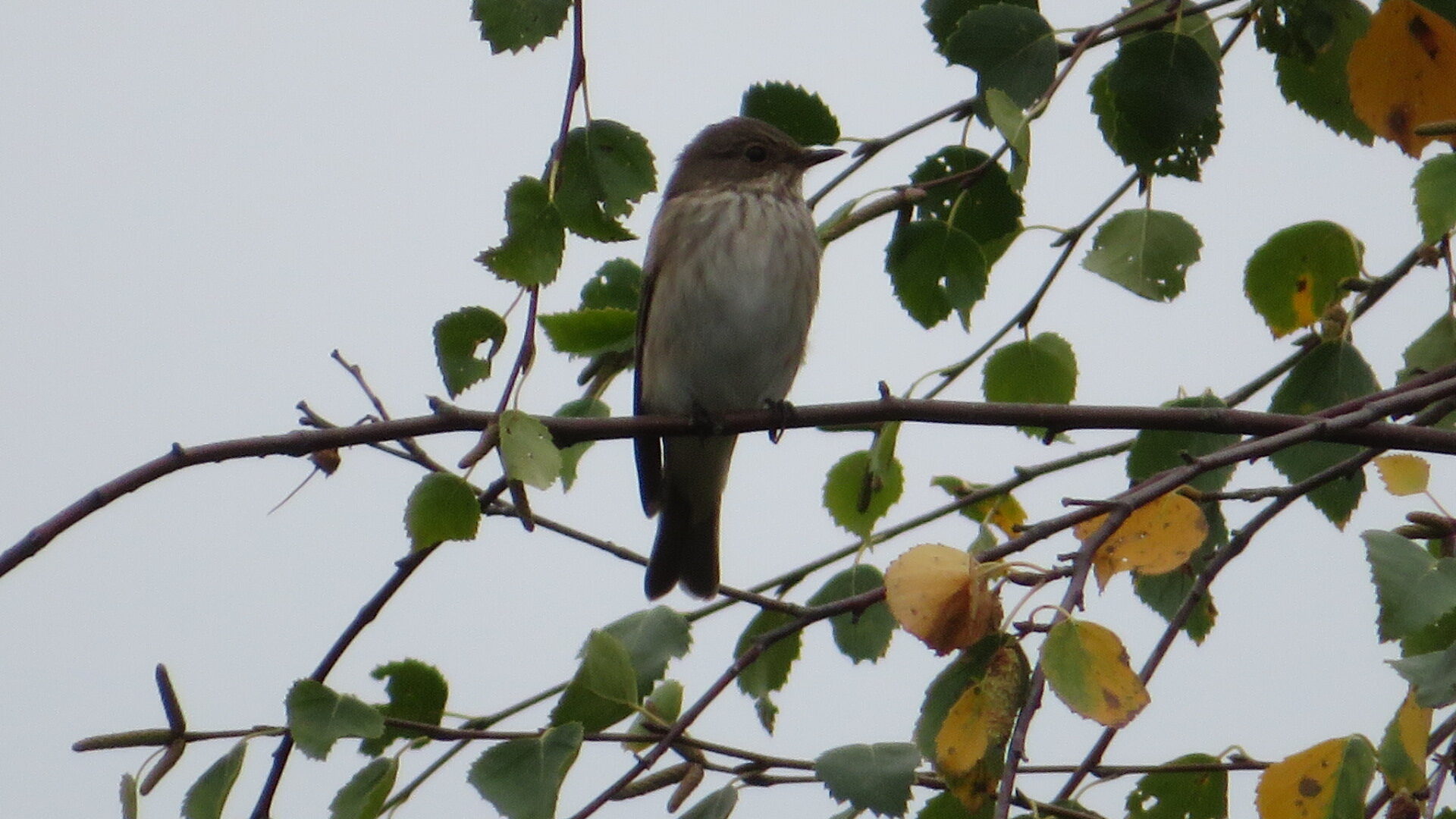 Valokuvaaja: Risto Kangassalo