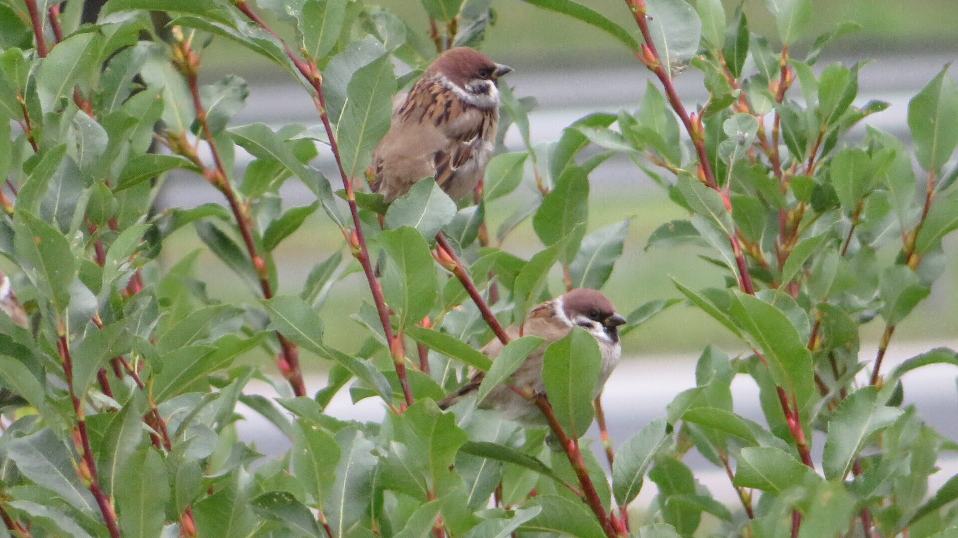 Valokuvaaja: Risto Kangassalo