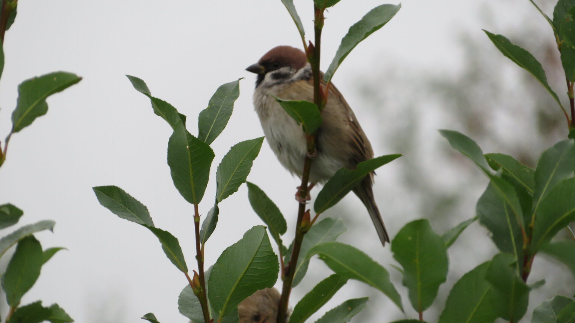 Valokuvaaja: Risto Kangassalo