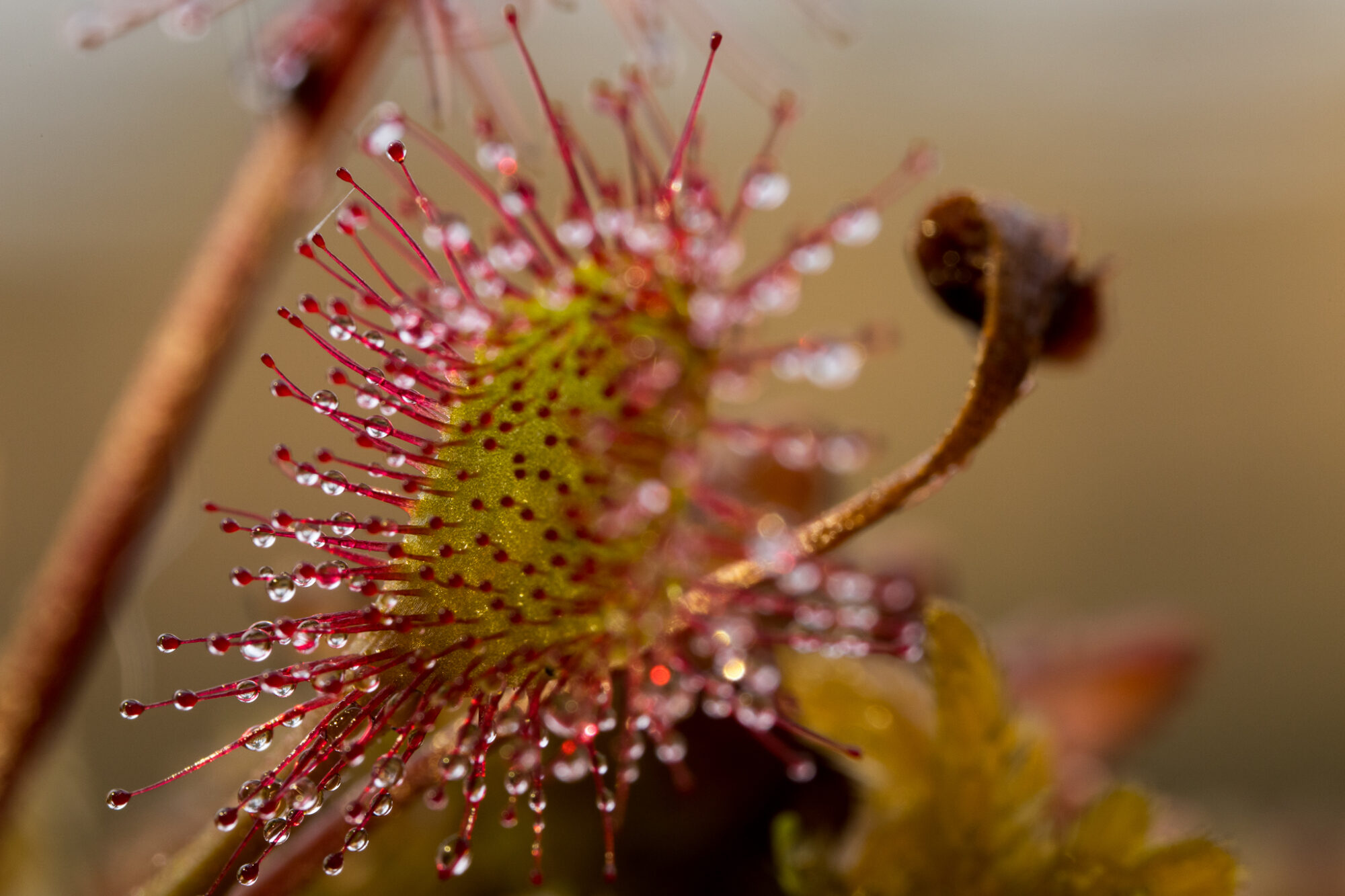 Valokuvaaja: Pekka Mäkinen