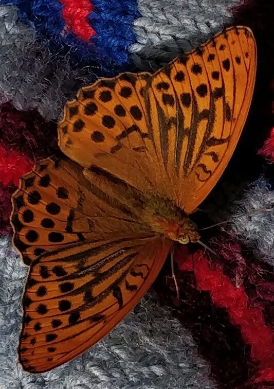 Valokuvaaja: Satu Leppänen