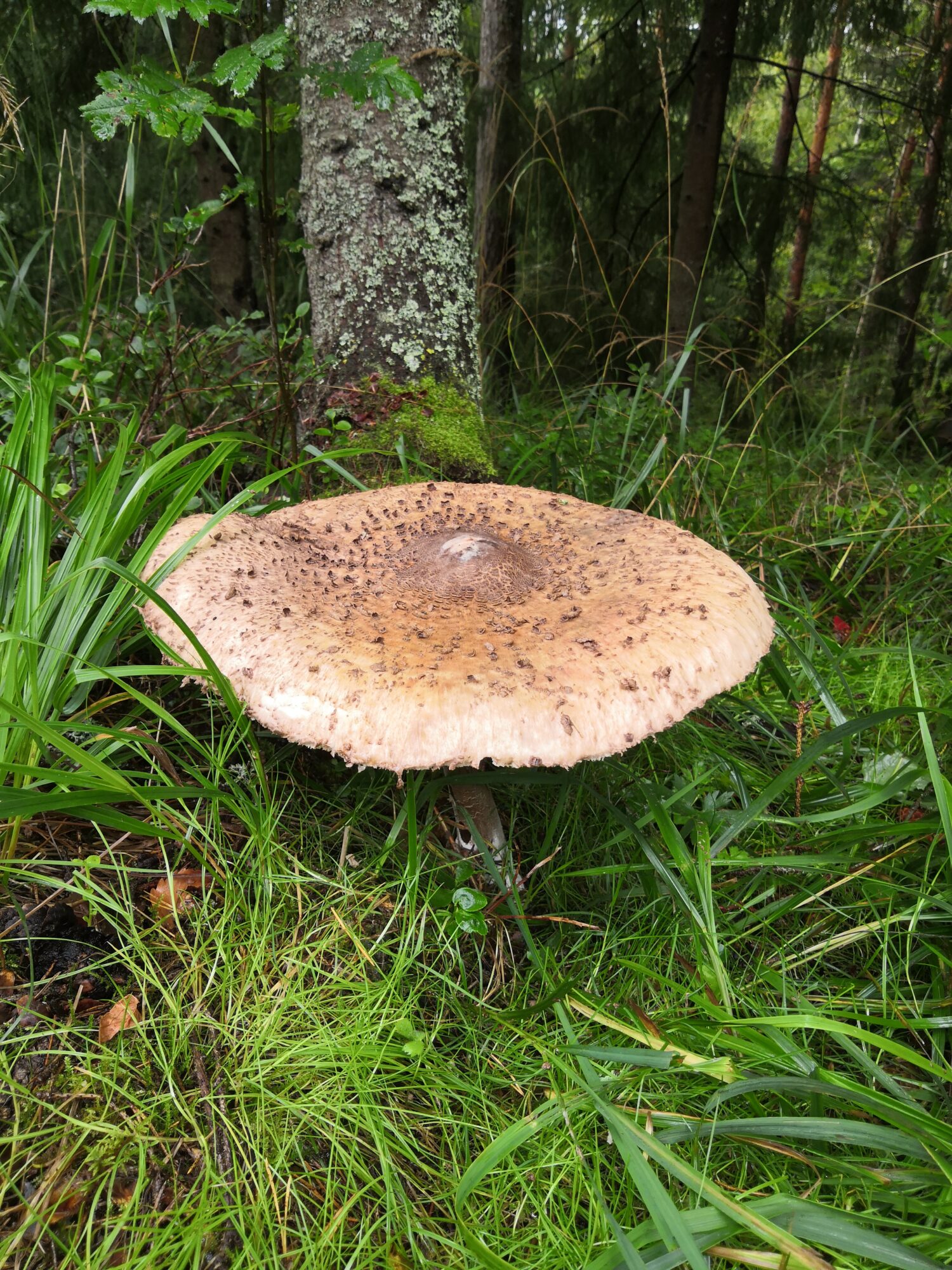 Valokuvaaja: Asko Leinonen