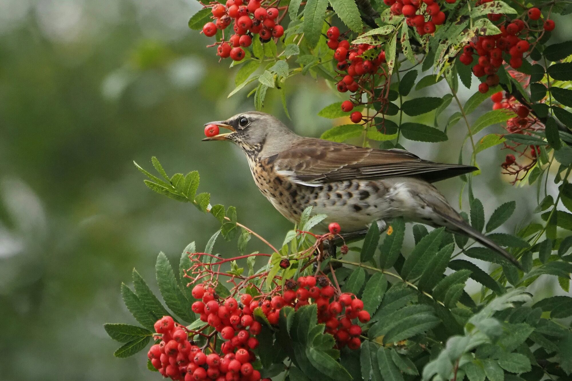 Valokuvaaja: Mikkola Irma