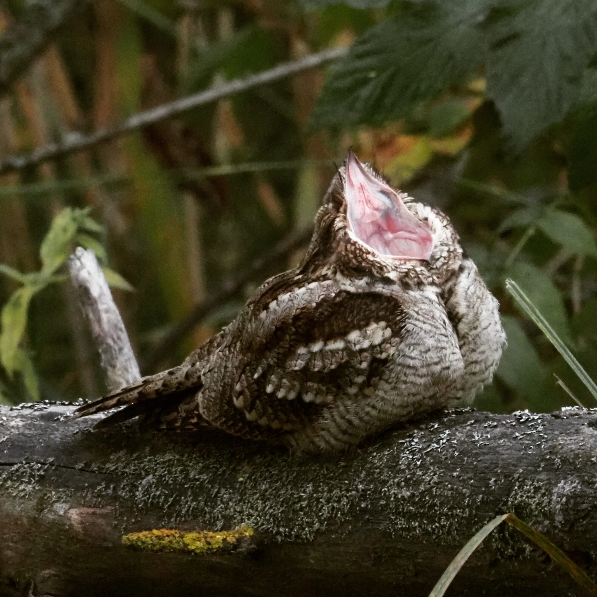 Valokuvaaja: Mikkola Irma