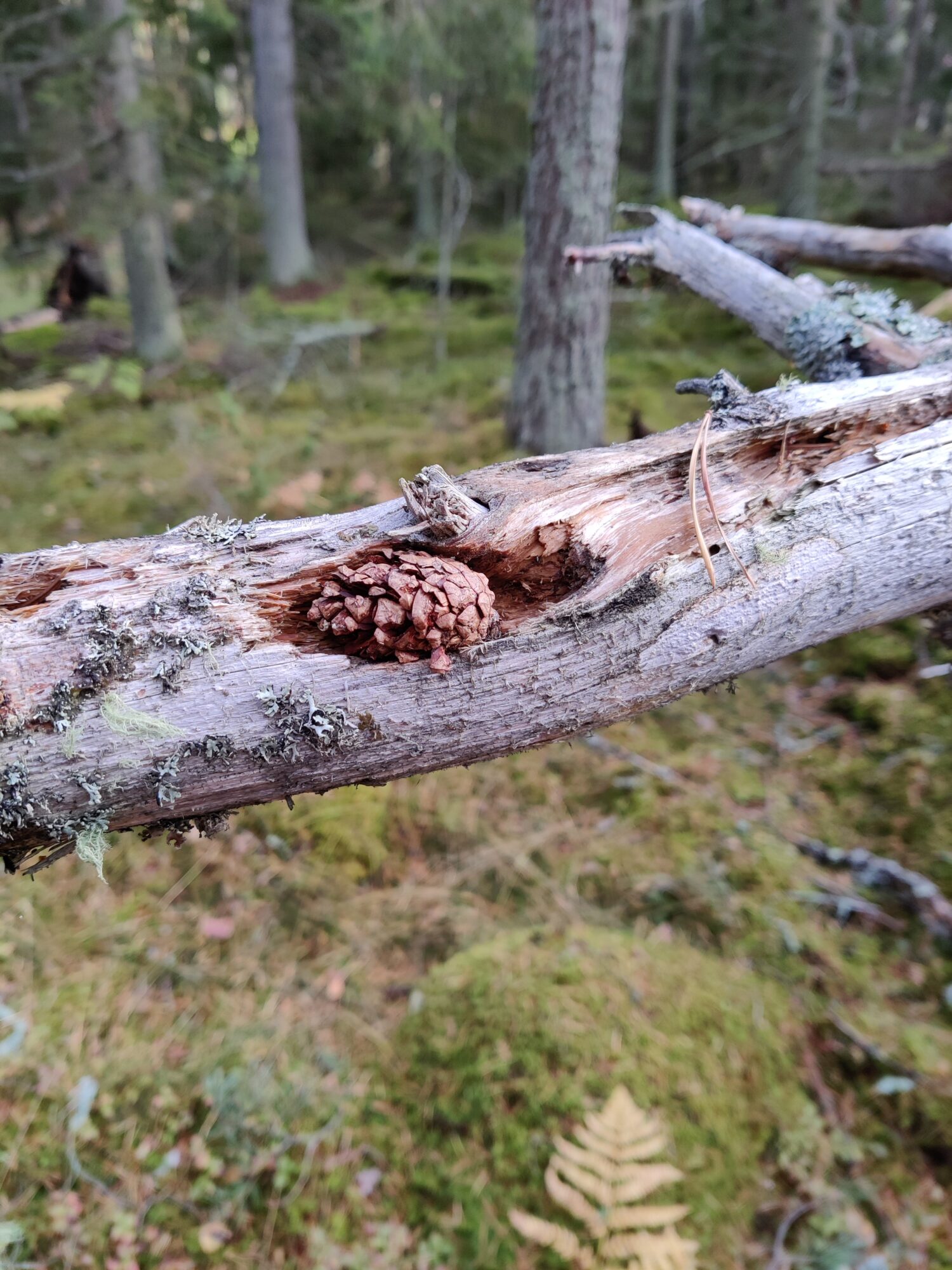 Valokuvaaja: Minna Louni