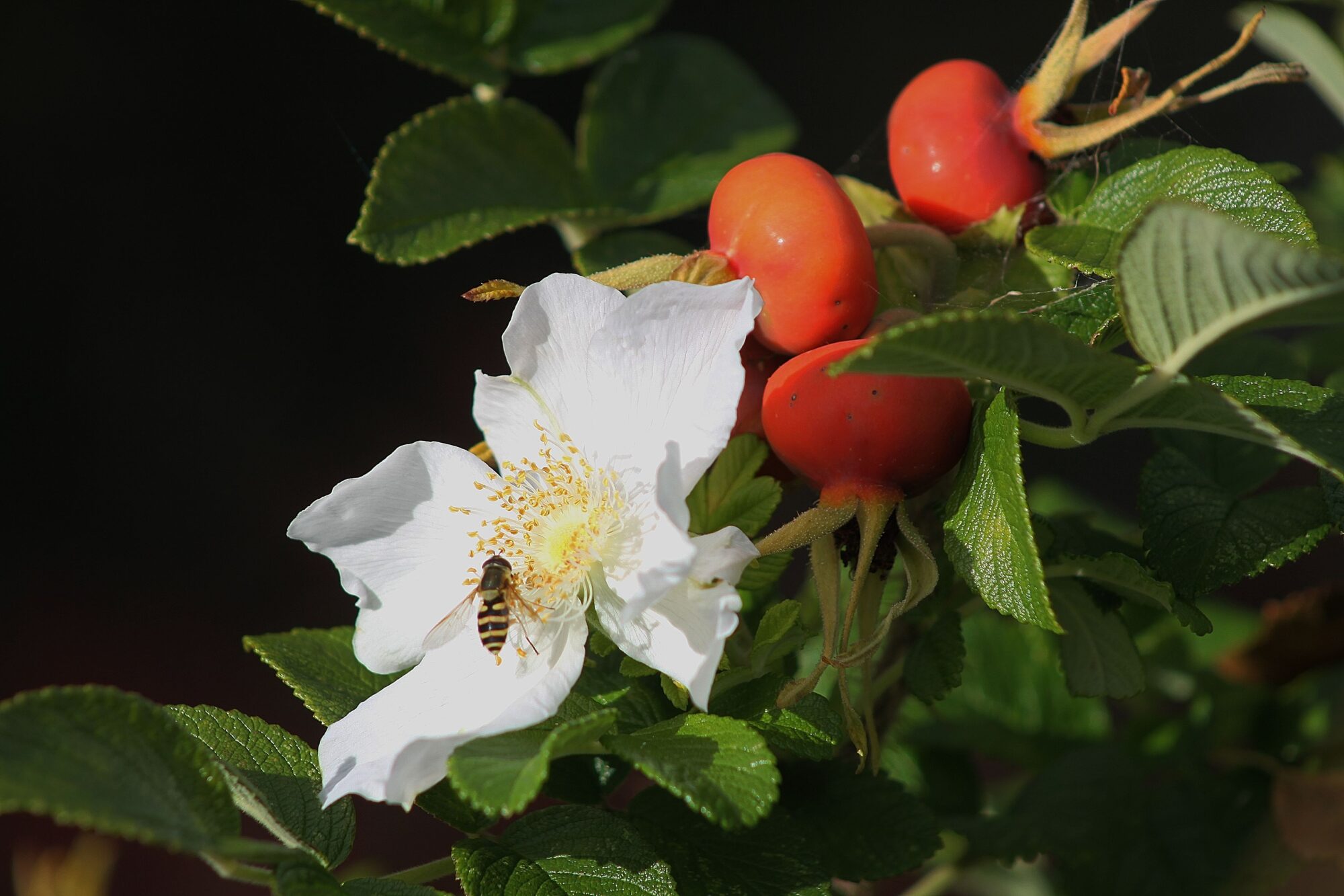 Valokuvaaja: Pirkko Siukonen