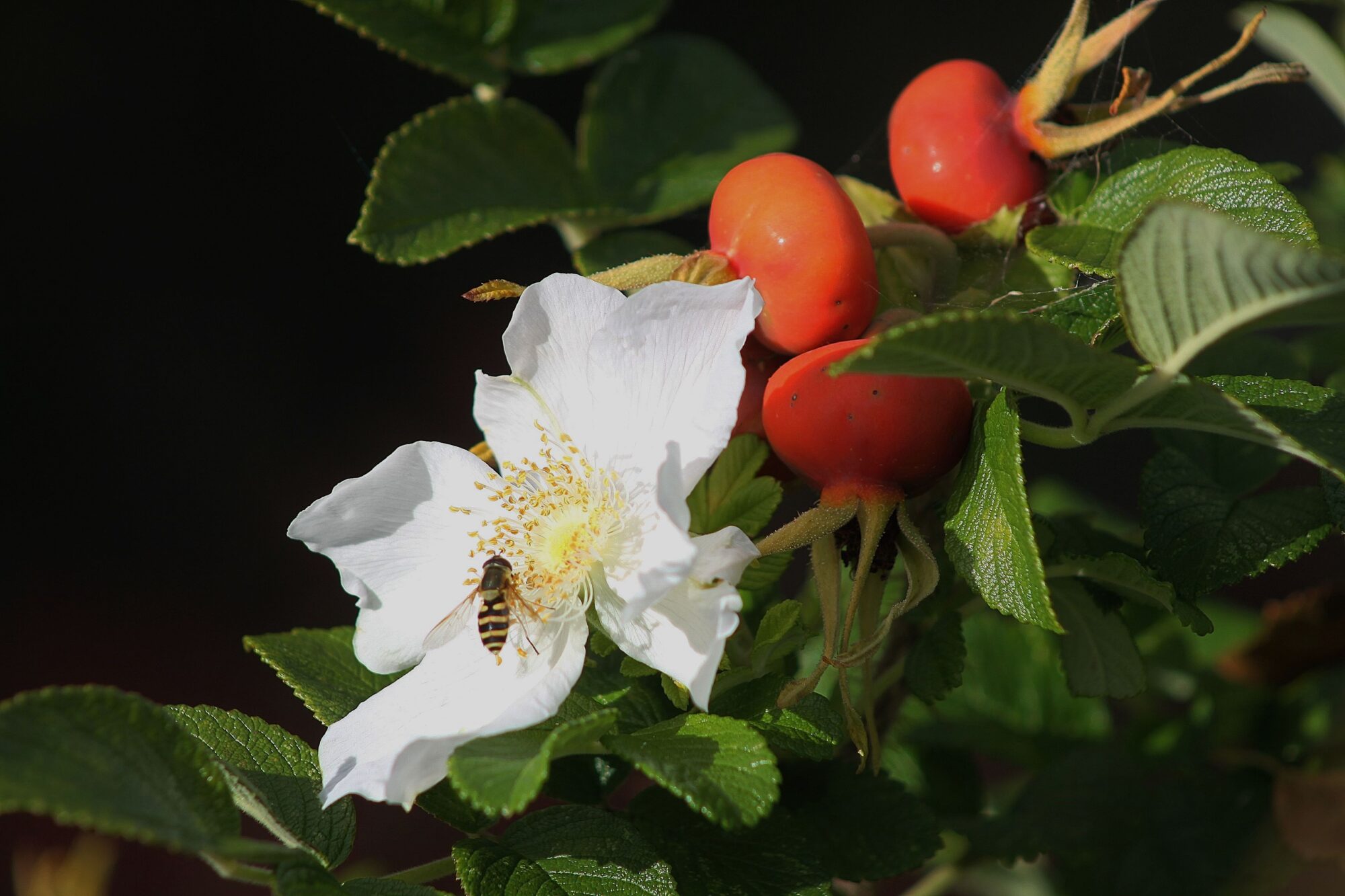 Valokuvaaja: Pirkko Siukonen Valokuvaaja: Pirkko Siukonen