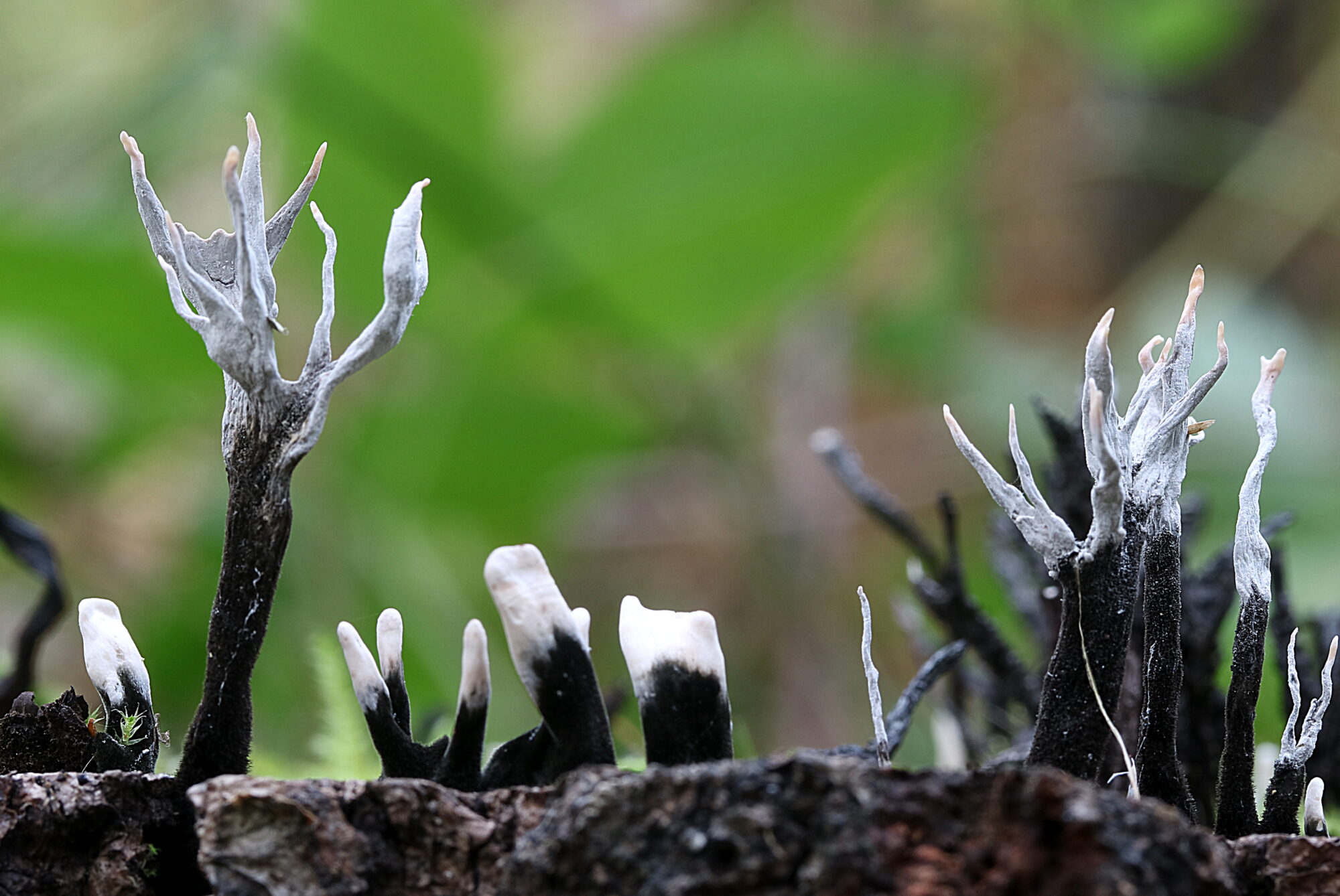 Valokuvaaja: Hannu. Rasiranta