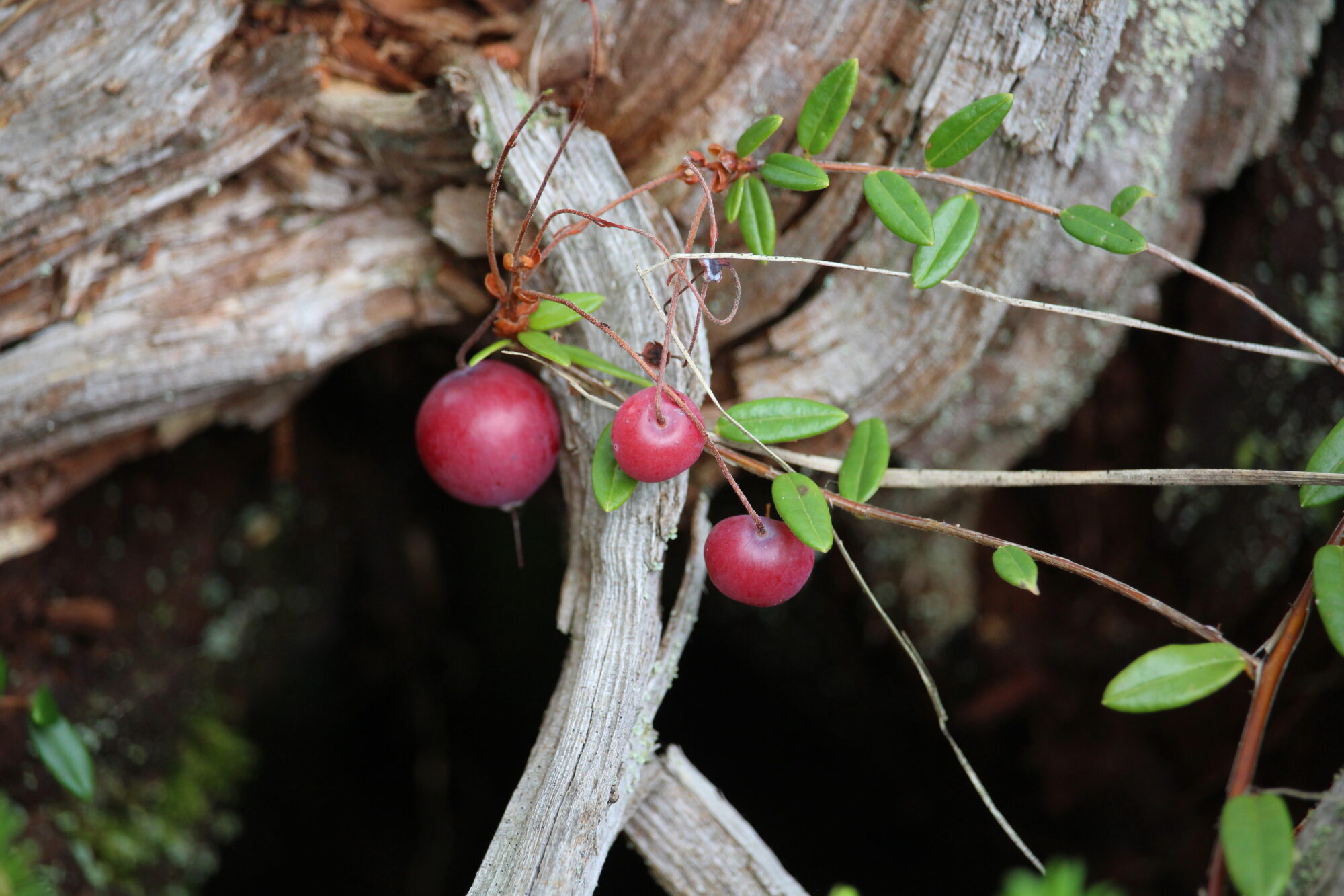 Valokuvaaja: Kirsi-Marja Joenpolvi