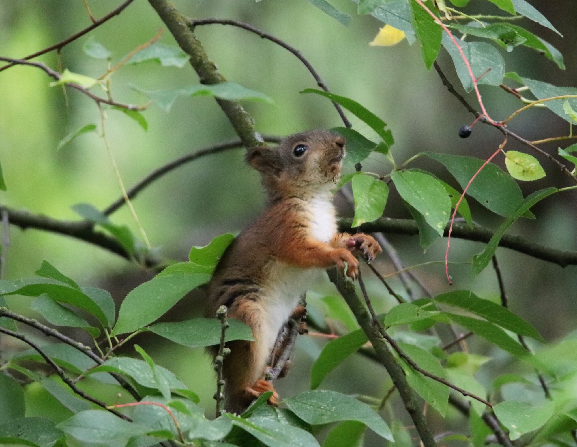 Valokuvaaja: Irja Lehtinen