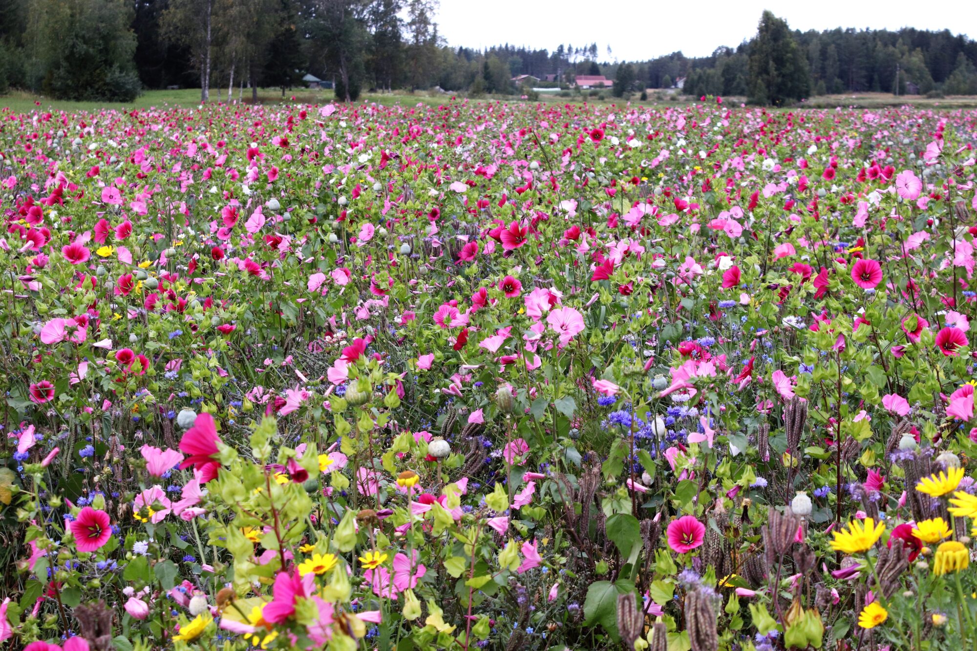 Valokuvaaja: Irja Lehtinen