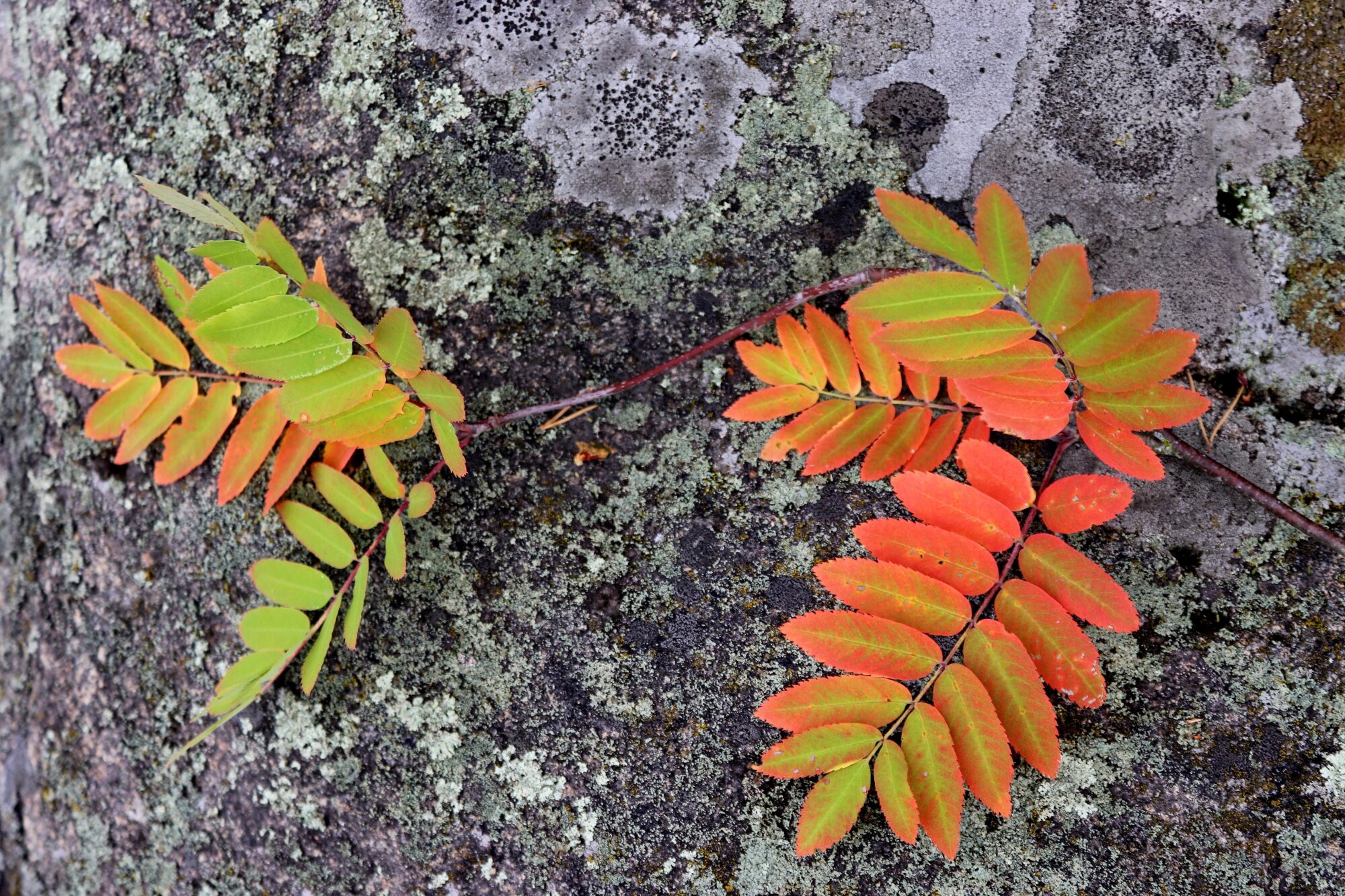 Valokuvaaja: Irja Lehtinen