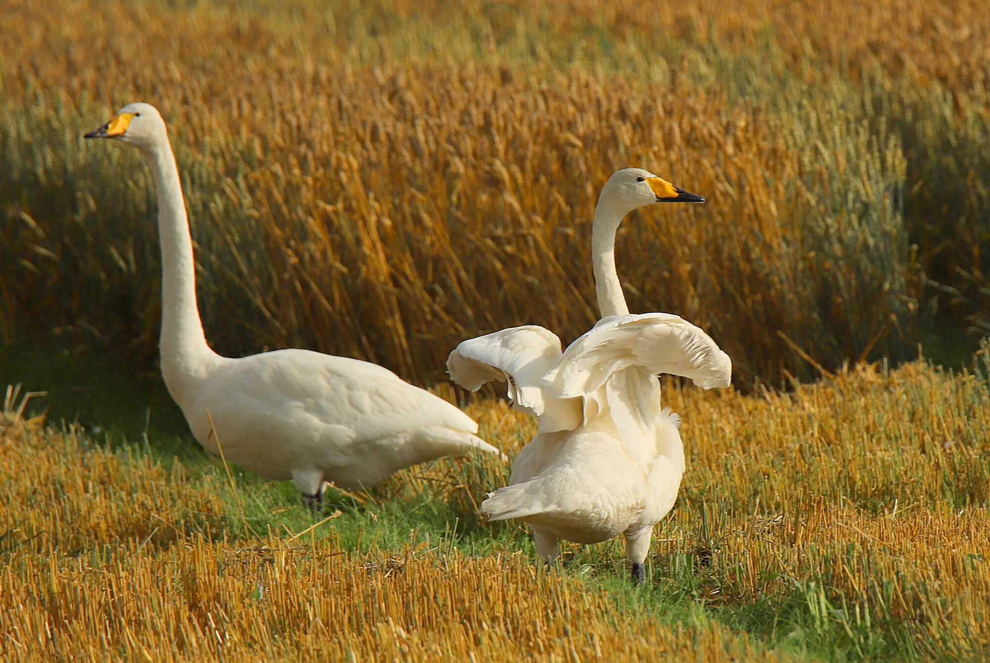 Valokuvaaja: sirpa jyske