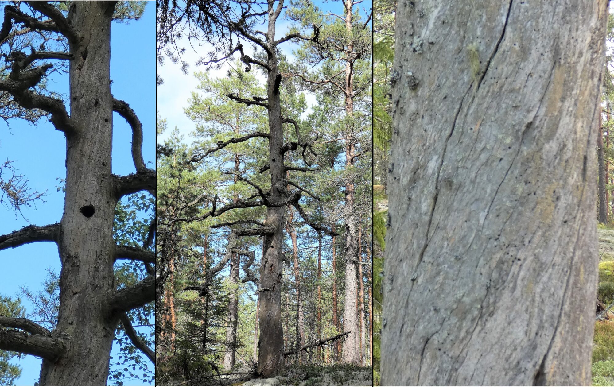 Valokuvaaja: Pekka Heino Valokuvaaja: Pekka Heino