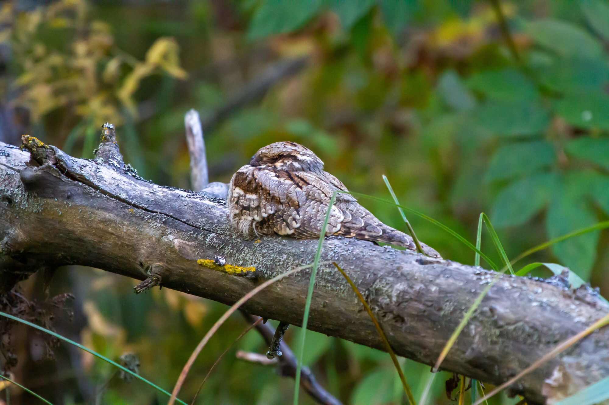 Valokuvaaja: Heikki Heinonen Valokuvaaja: Heikki Heinonen