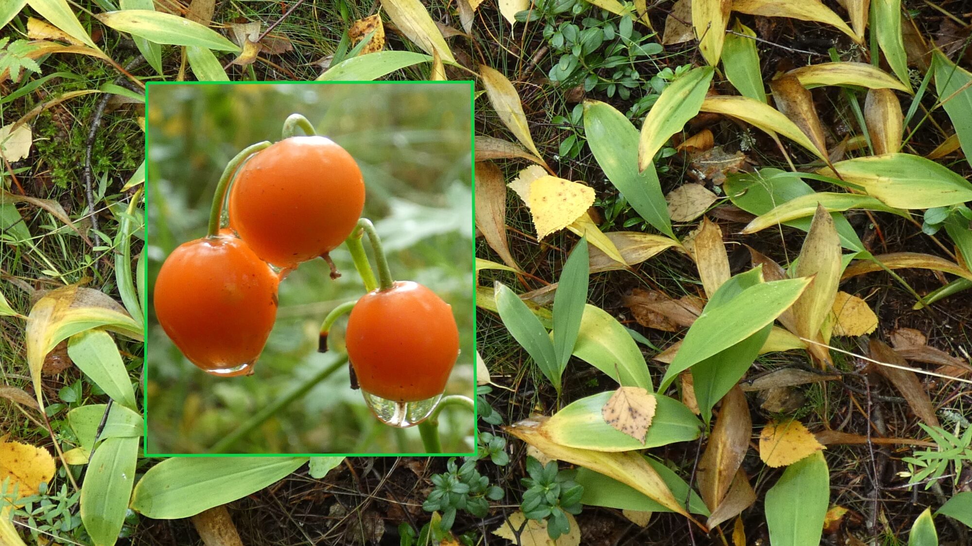 Valokuvaaja: Pekka Heino