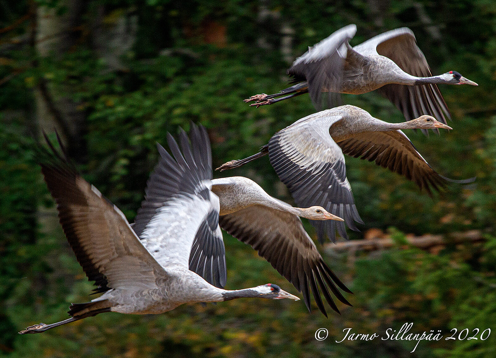 Valokuvaaja: Jarmo Sillanpää
