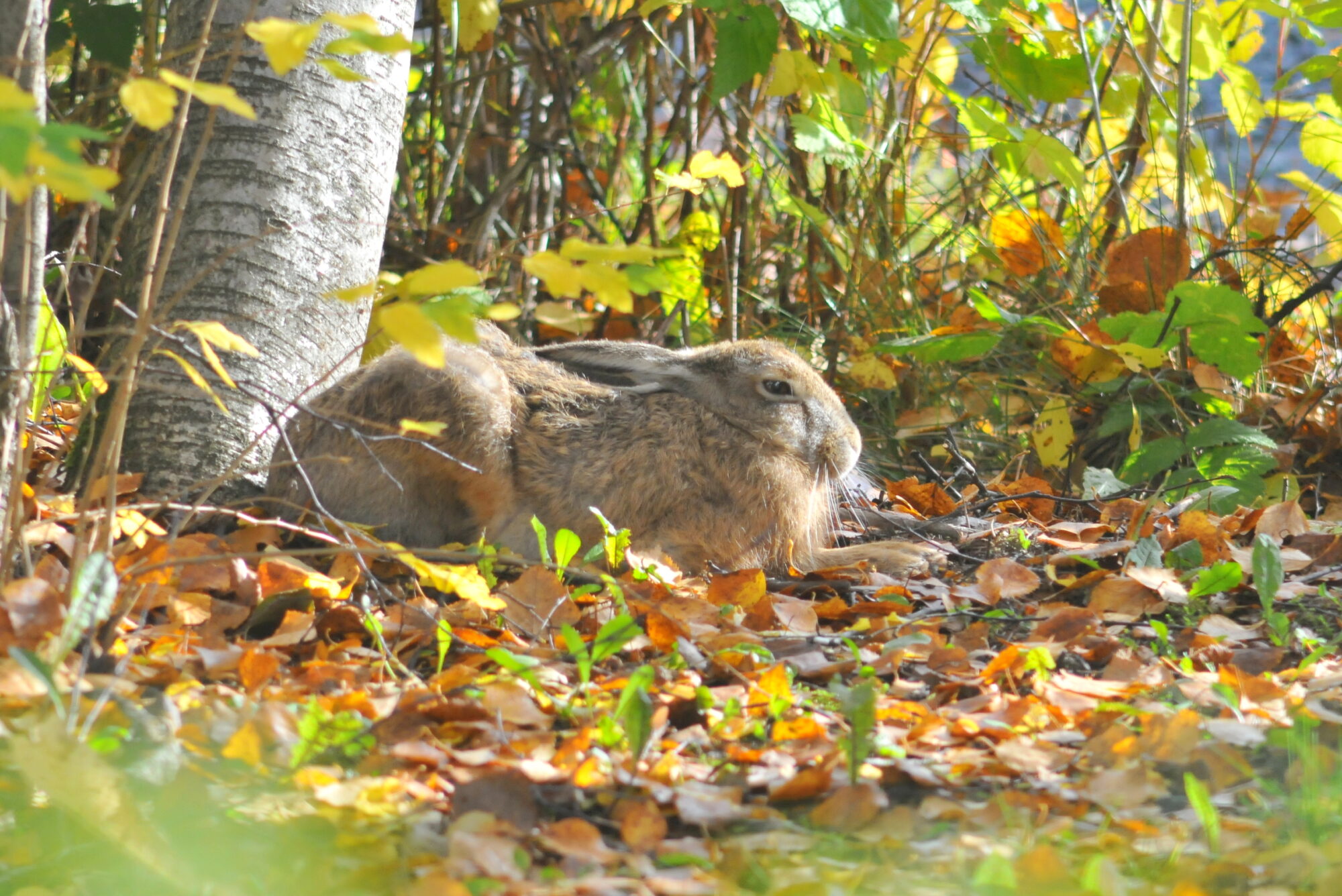 Valokuvaaja: Kaarlo Asikainen