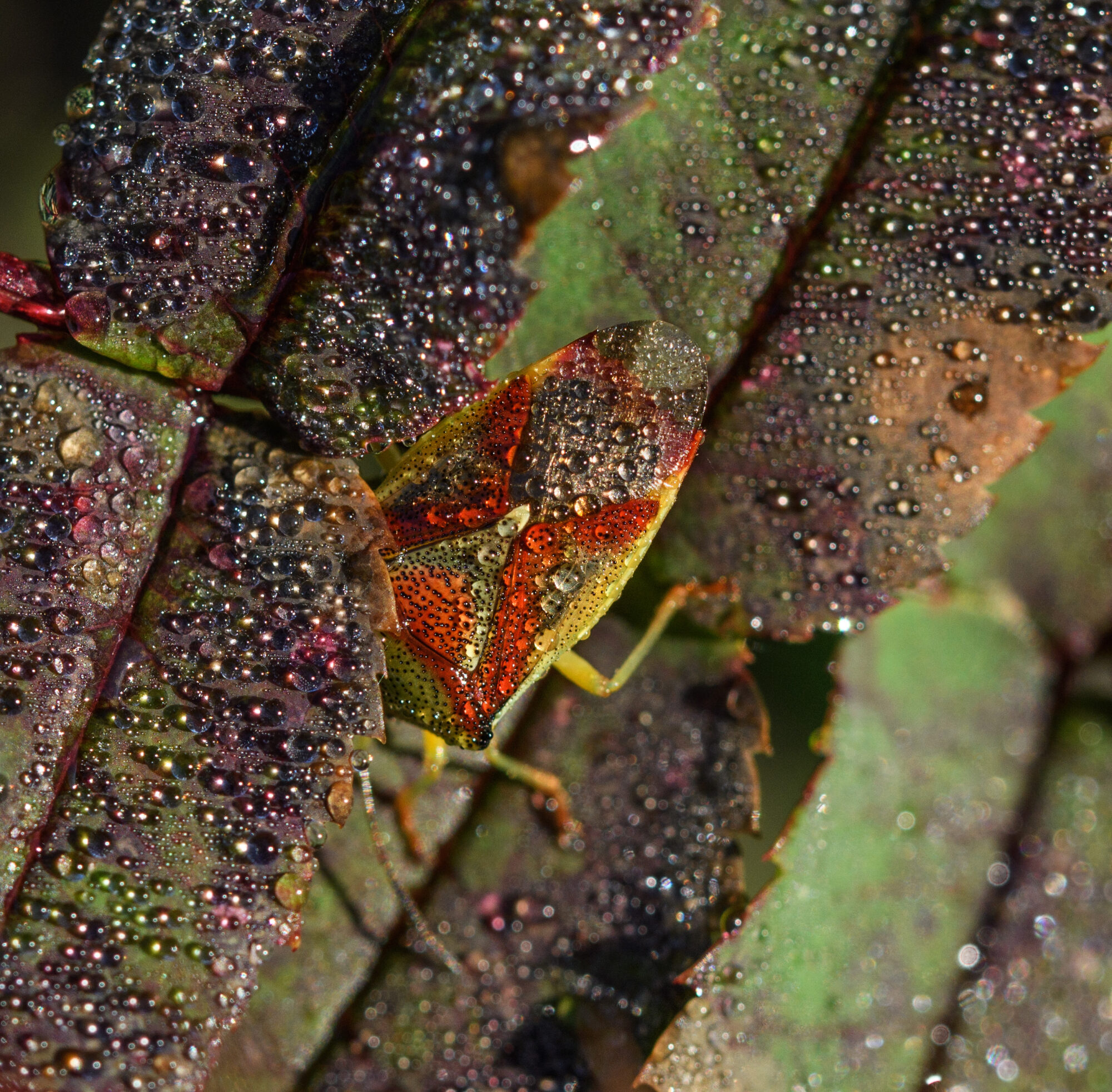 Valokuvaaja: Päivi Kiiskinen-Mustonen
