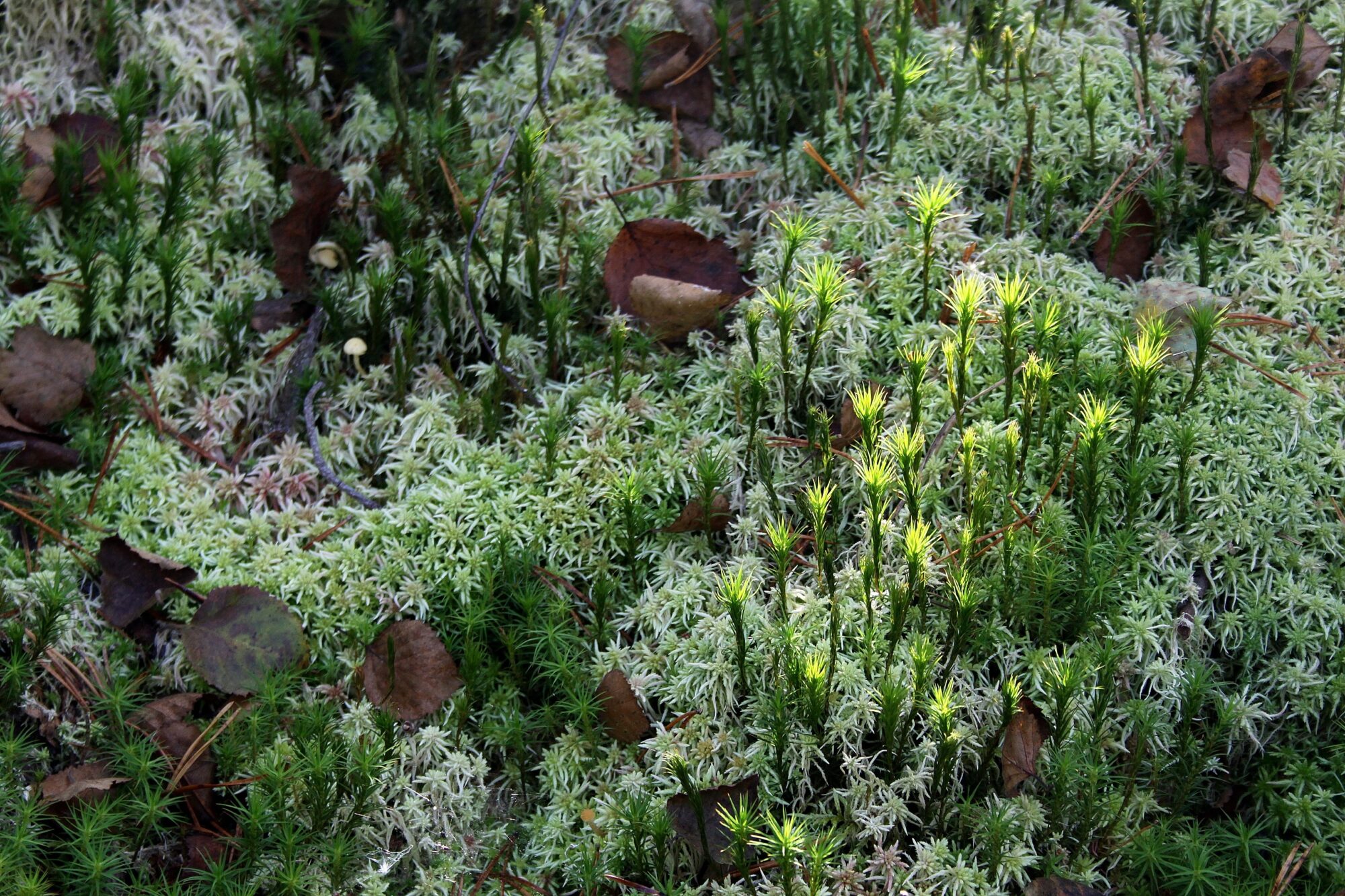 Valokuvaaja: Pirkko Siukonen