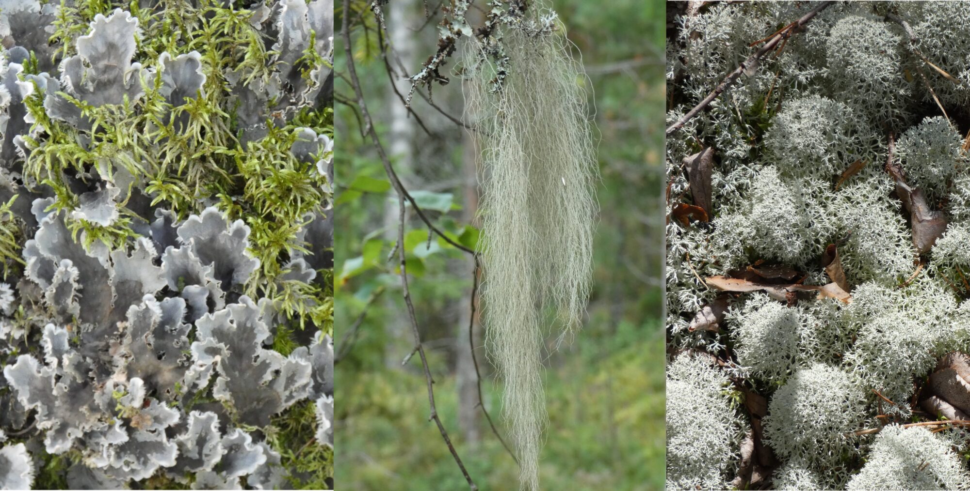 Valokuvaaja: Pekka Heino Valokuvaaja: Pekka Heino