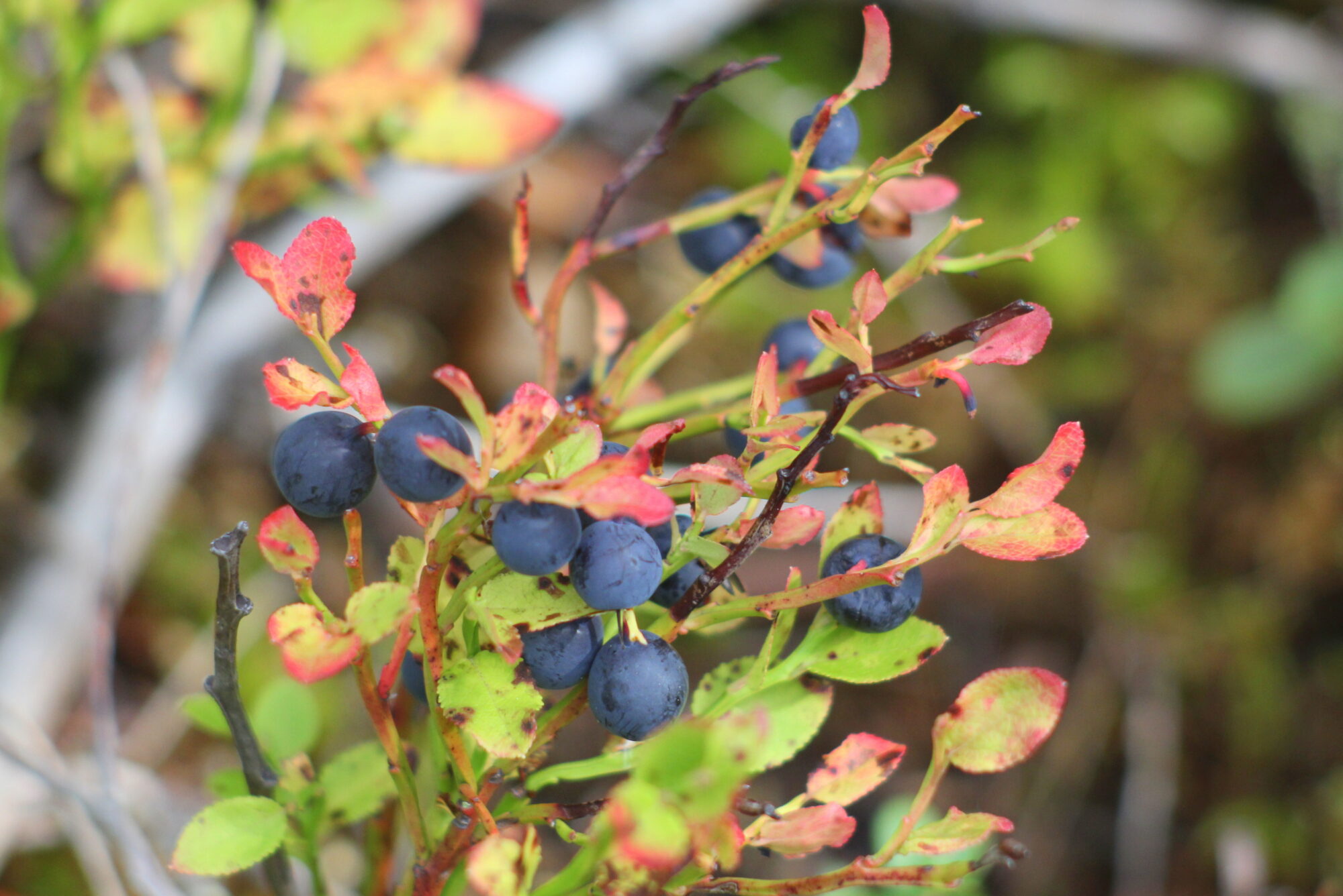 Valokuvaaja: Kaarlo Asikainen Valokuvaaja: Kaarlo Asikainen