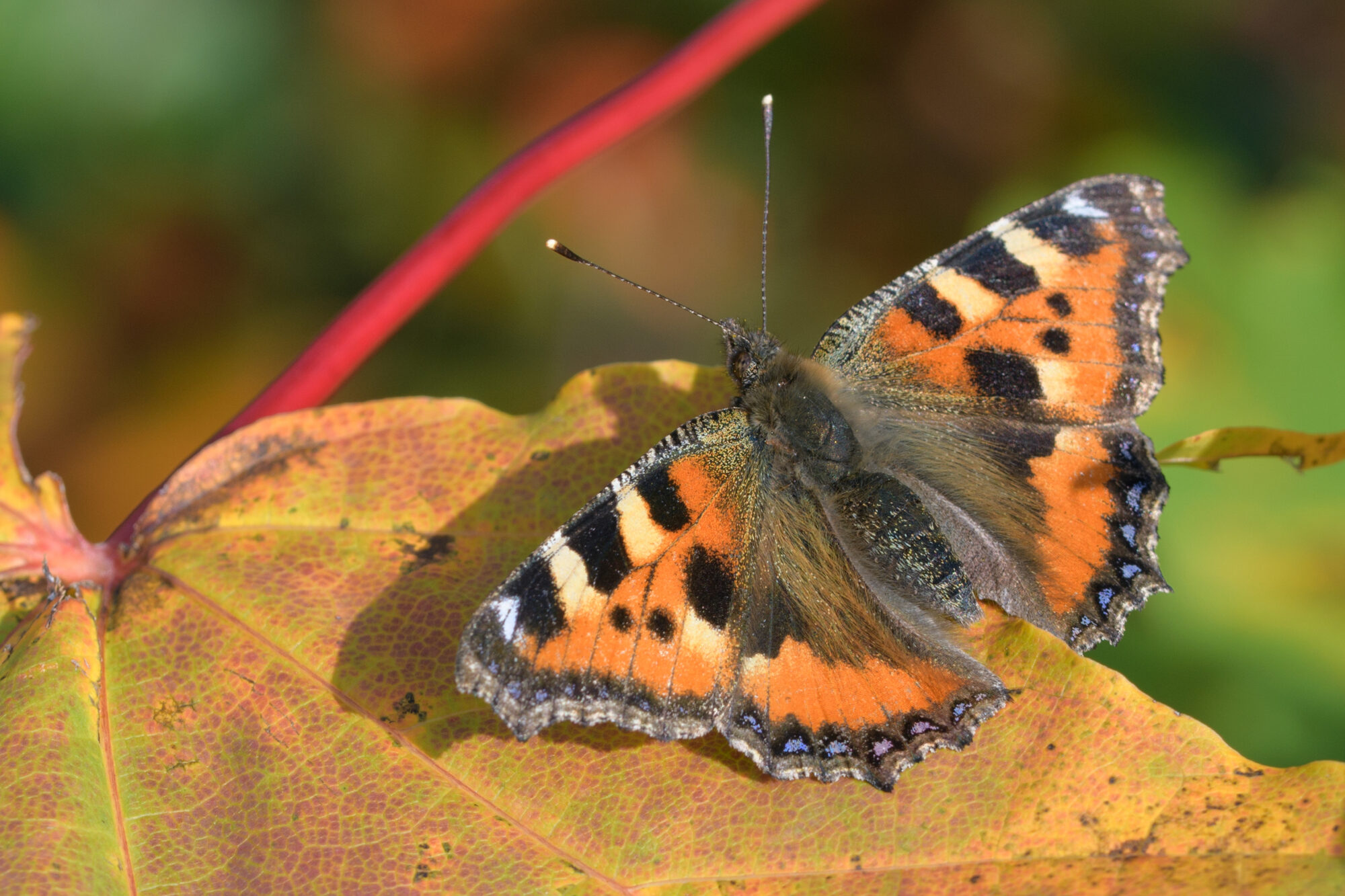 Valokuvaaja: Päivi Kiiskinen-Mustonen