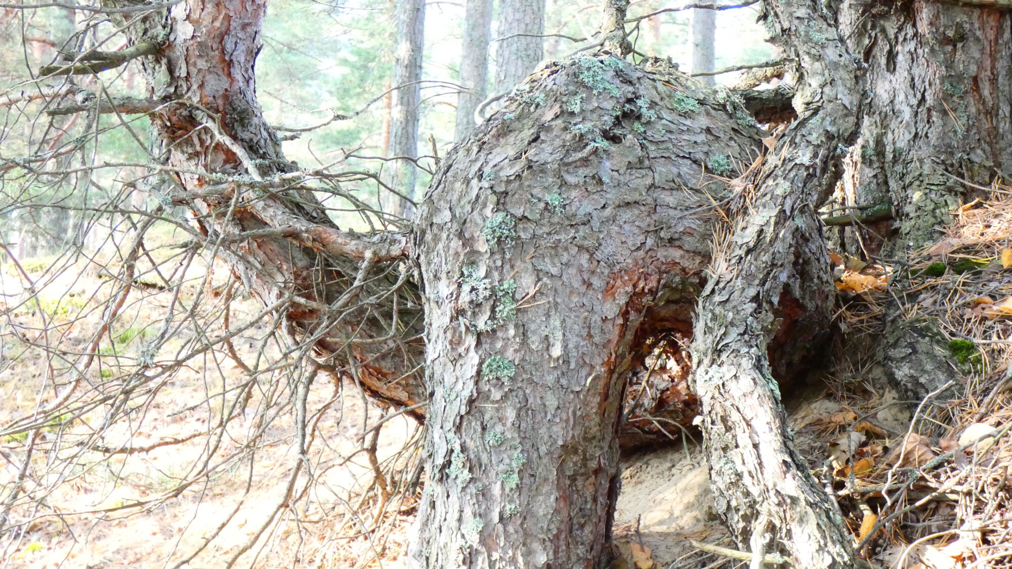 Valokuvaaja: Pekka Heino