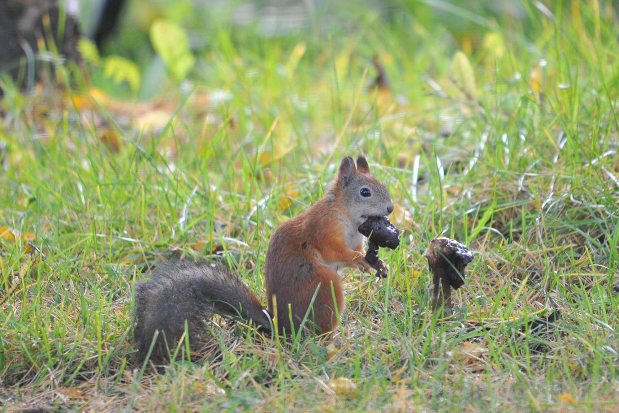 Valokuvaaja: Kaarlo Asikainen