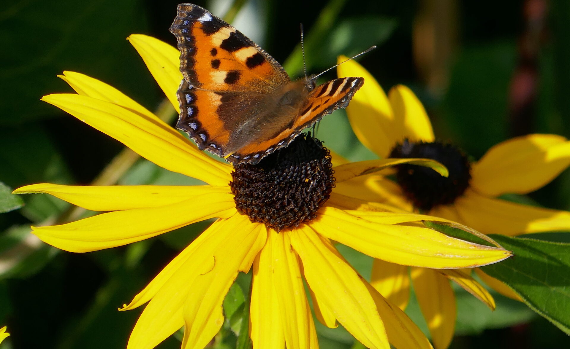 Valokuvaaja: Marjut Ikonen