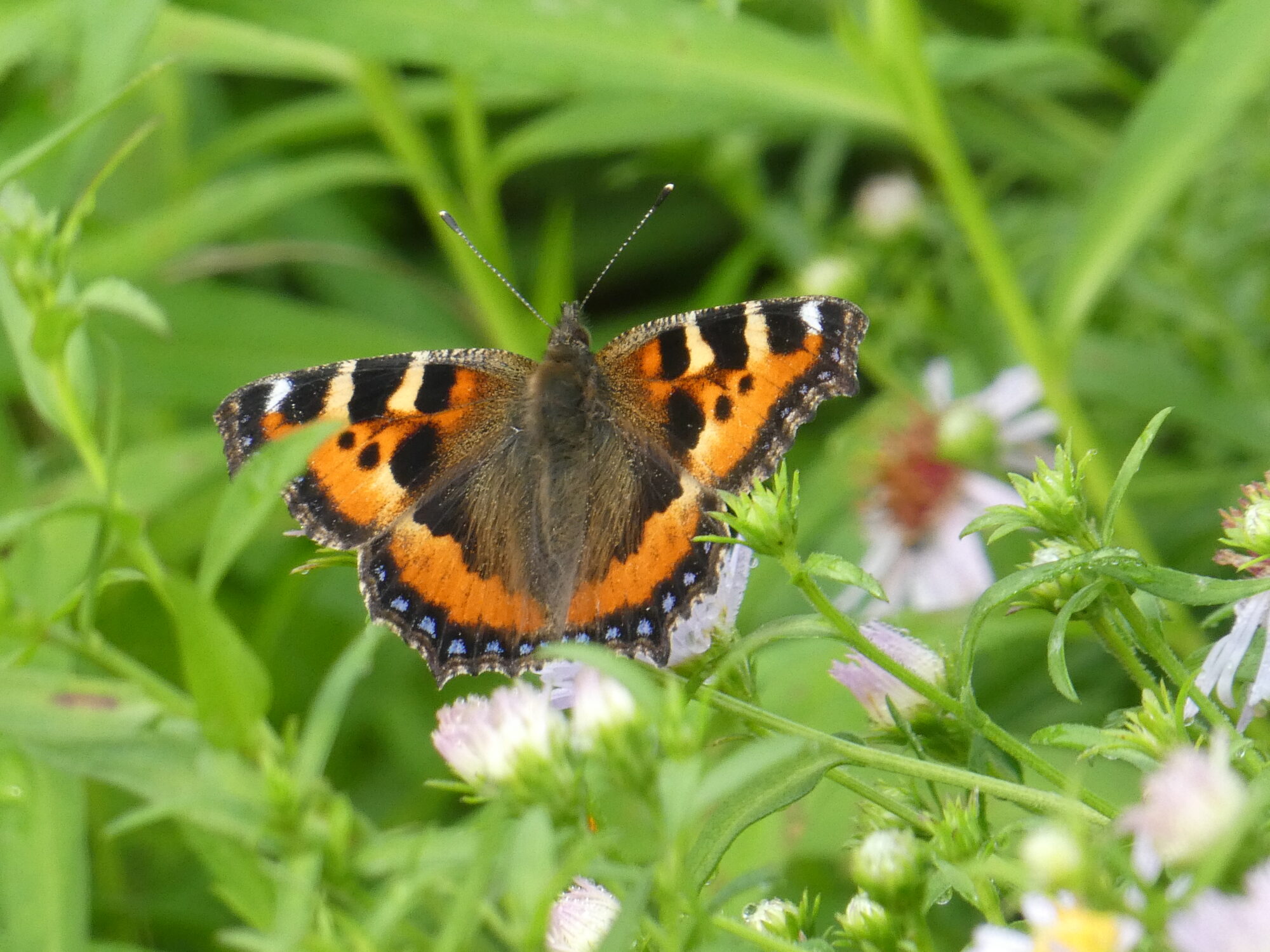 Valokuvaaja: Anja Mustamaa