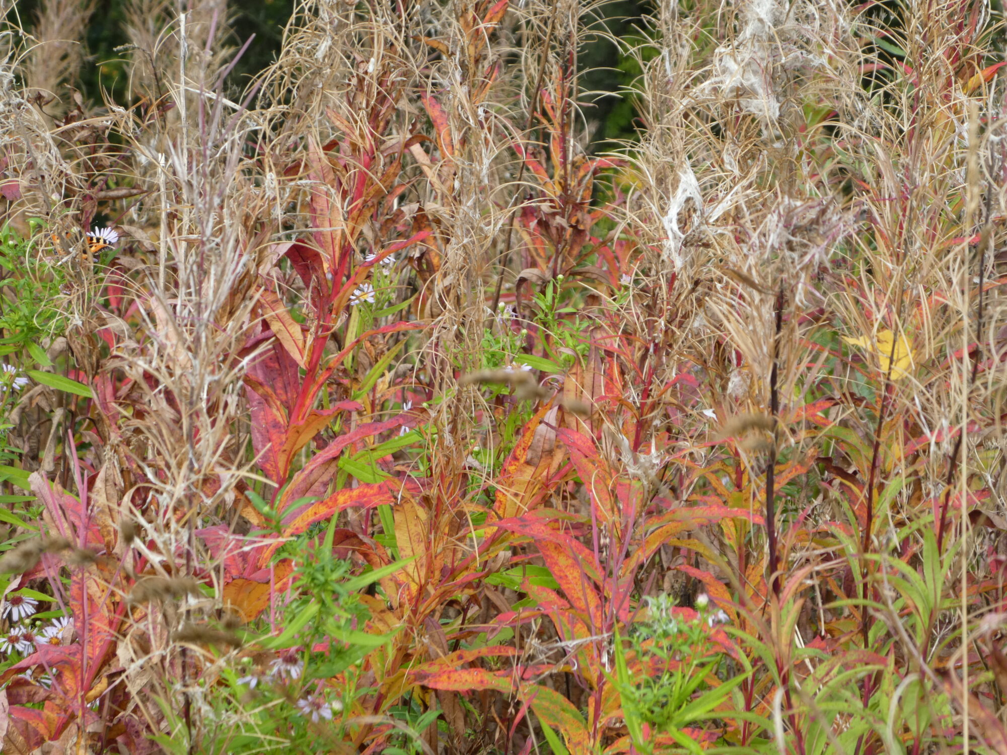 Valokuvaaja: Anja Mustamaa