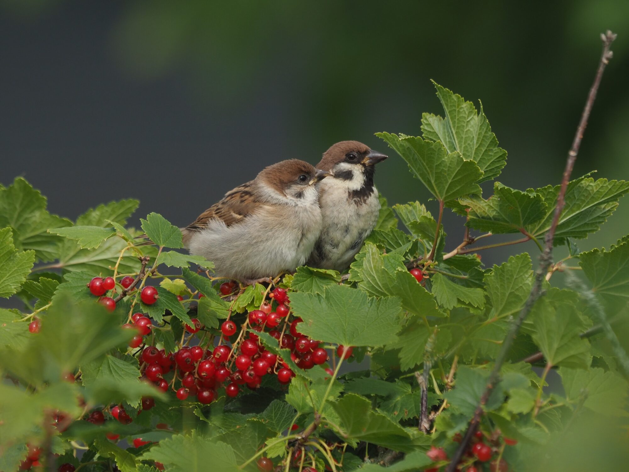 Valokuvaaja: Mikkola Irma