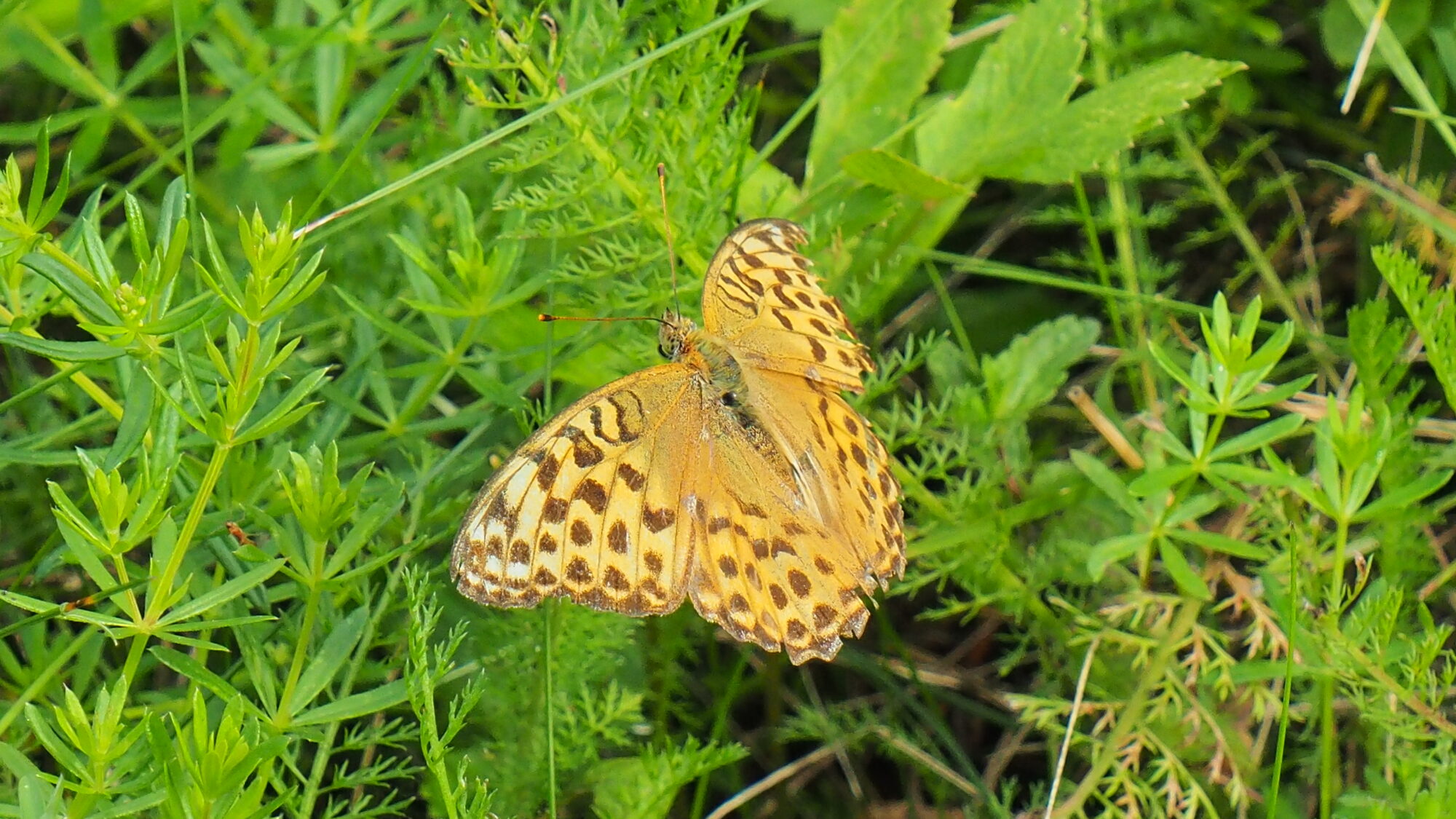 Valokuvaaja: Valtonen Martti