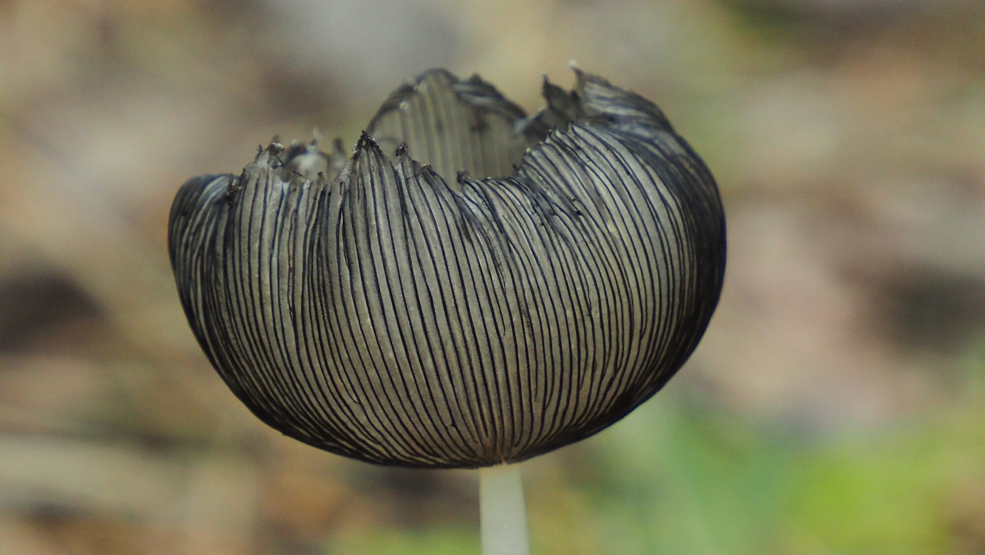 Valokuvaaja: Arja Valtonen