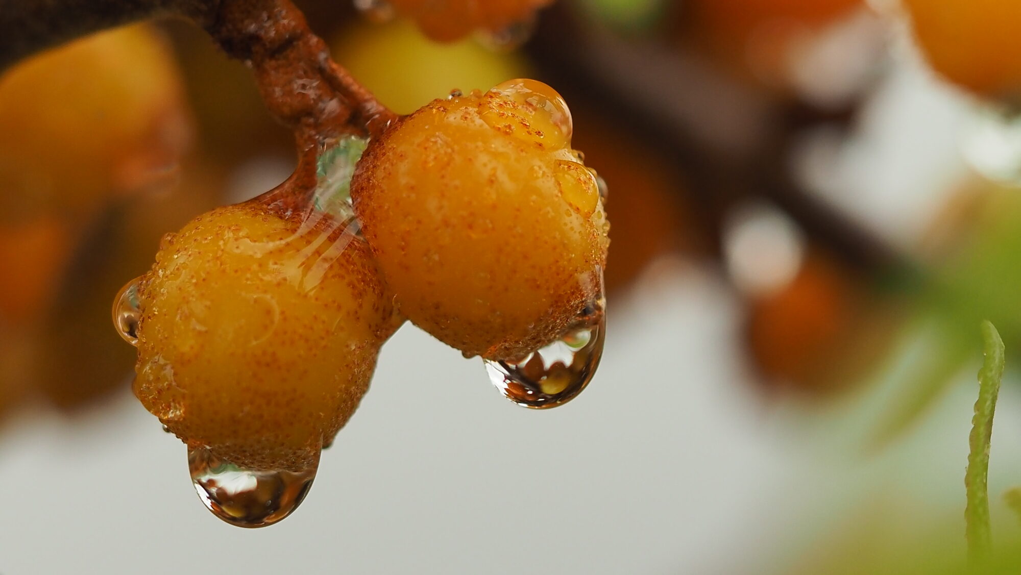 Valokuvaaja: Arja Valtonen