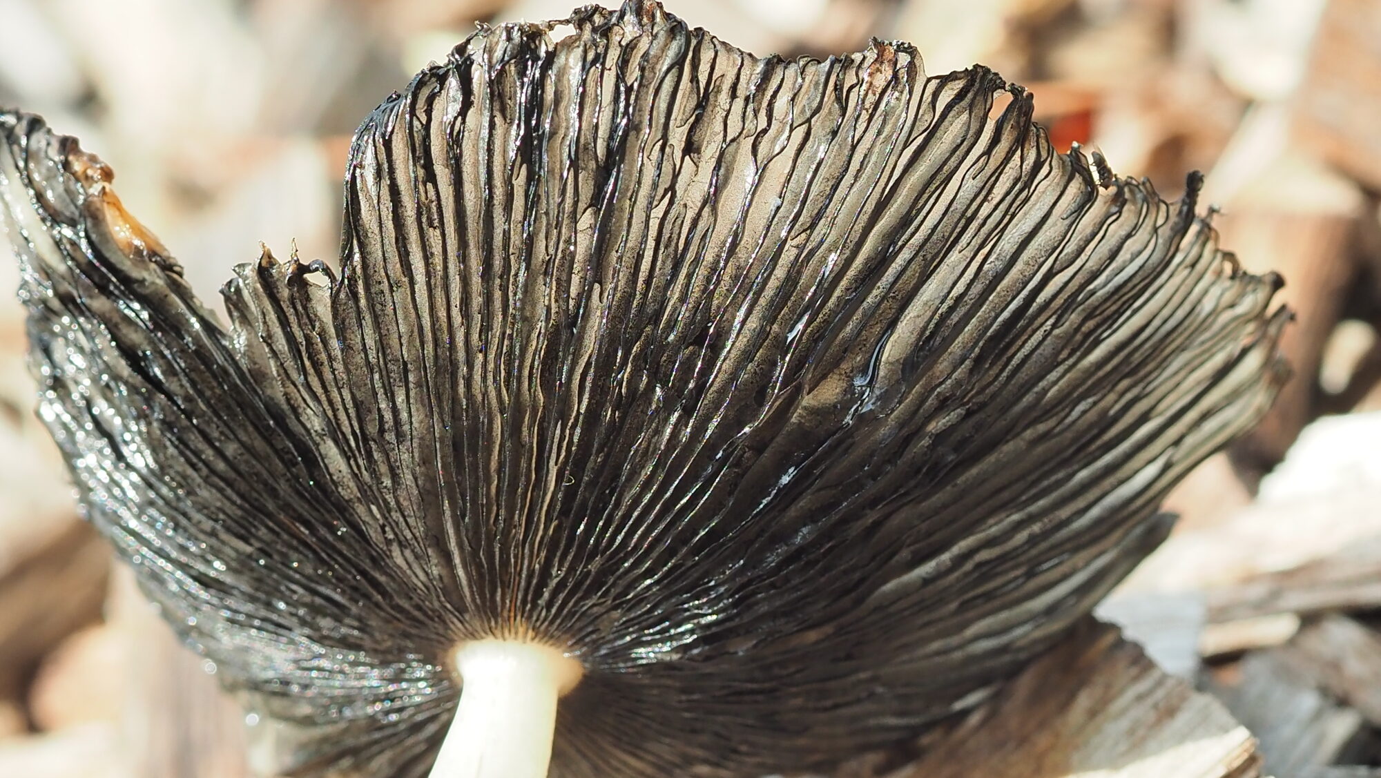 Valokuvaaja: Arja Valtonen