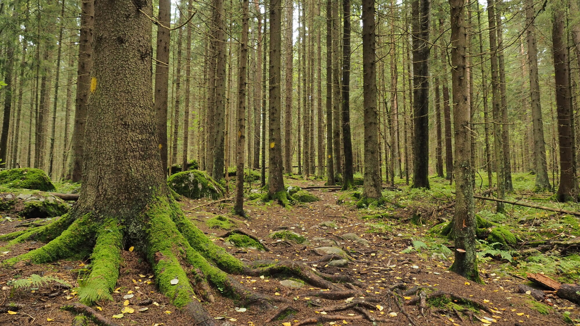 Valokuvaaja: Valtonen Martti
