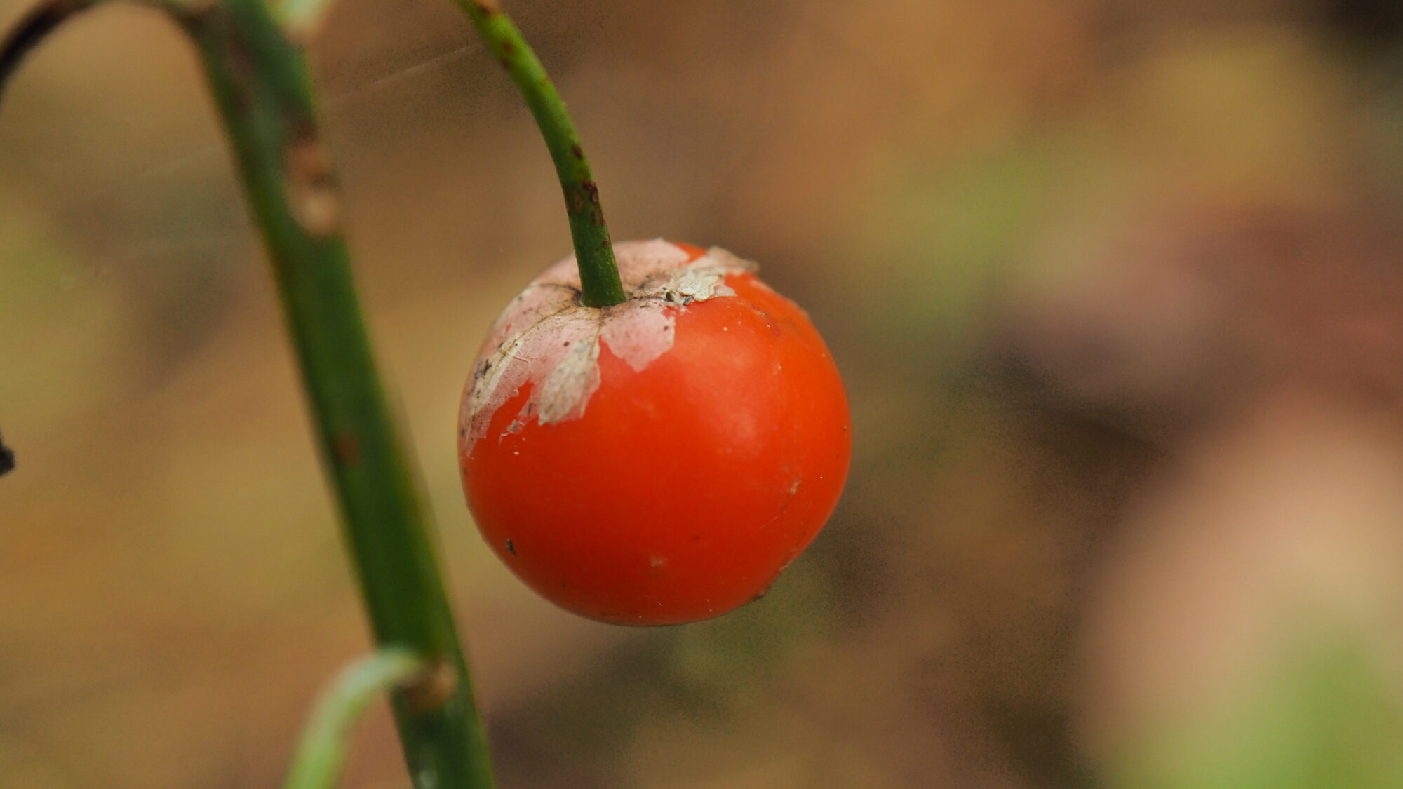 Valokuvaaja: Valtonen Martti