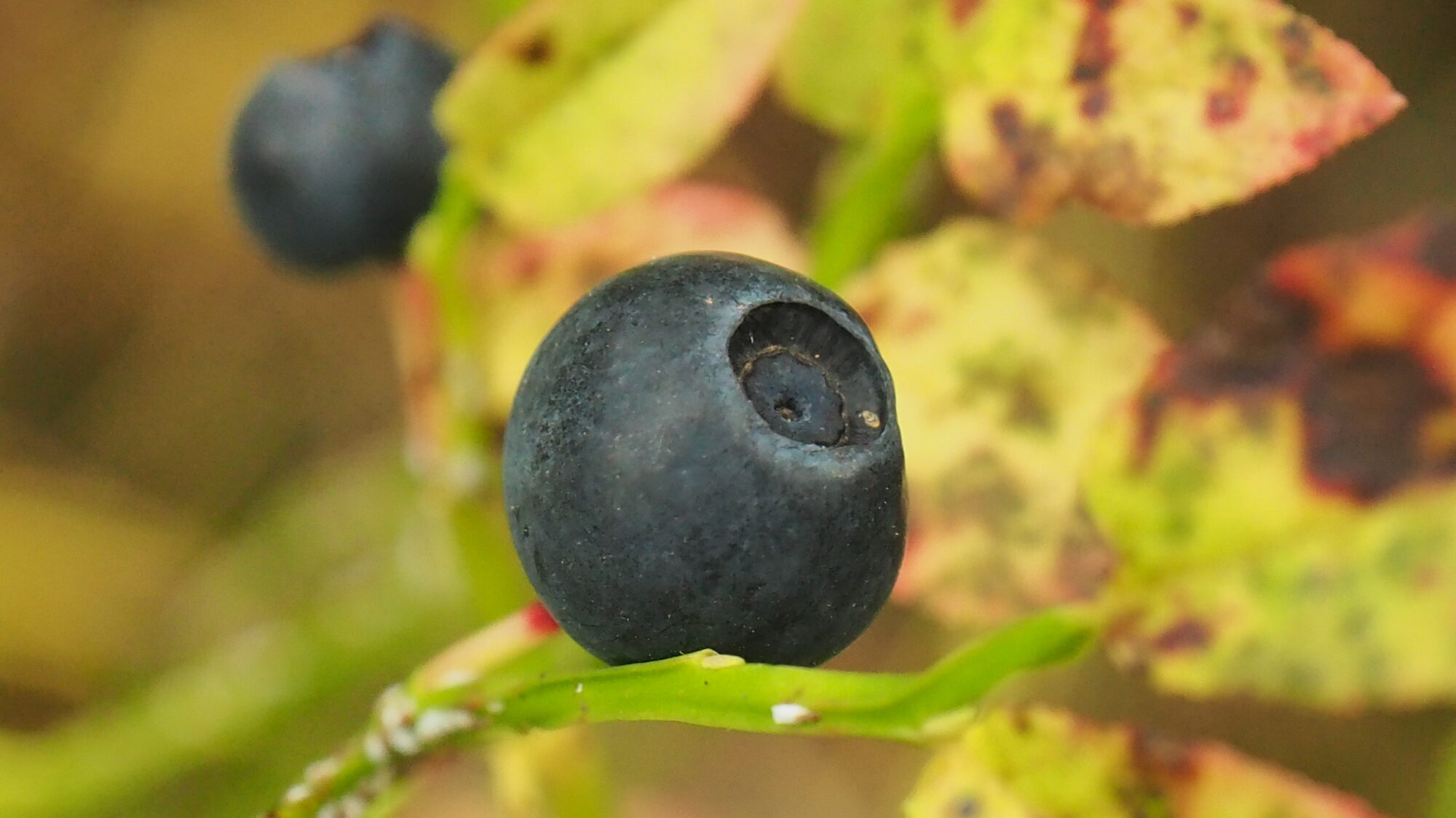 Valokuvaaja: Valtonen Martti