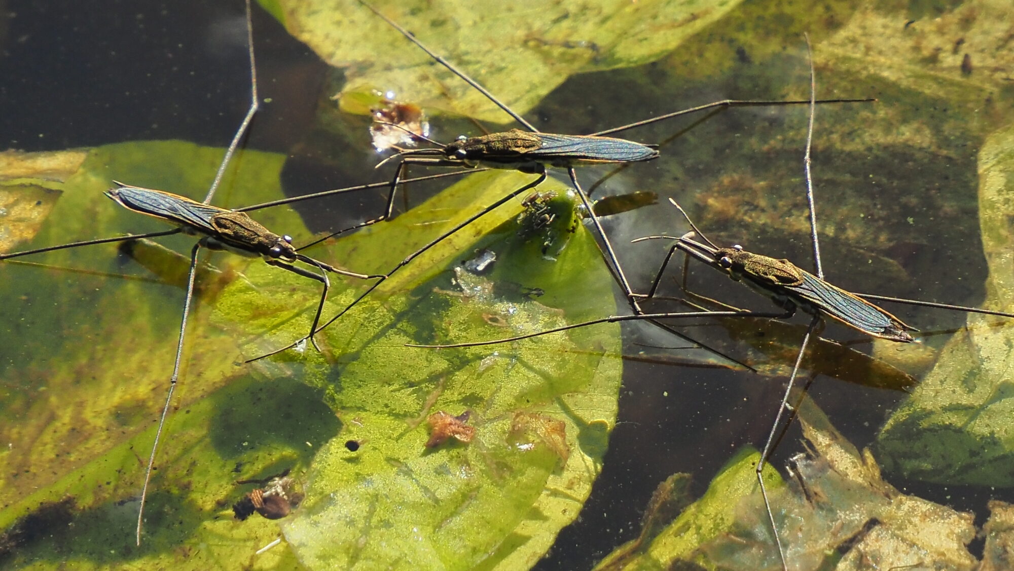 Valokuvaaja: Arja Valtonen