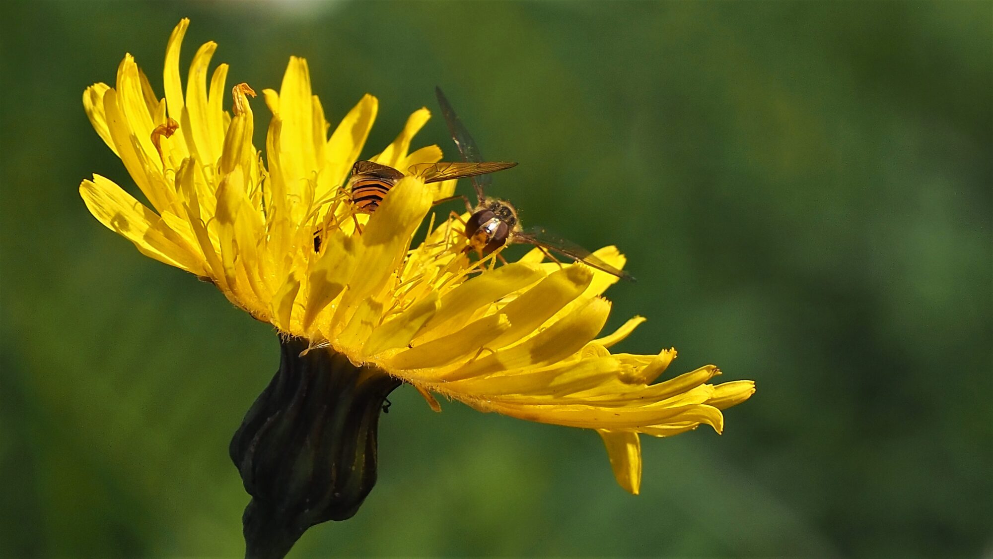 Valokuvaaja: Arja Valtonen